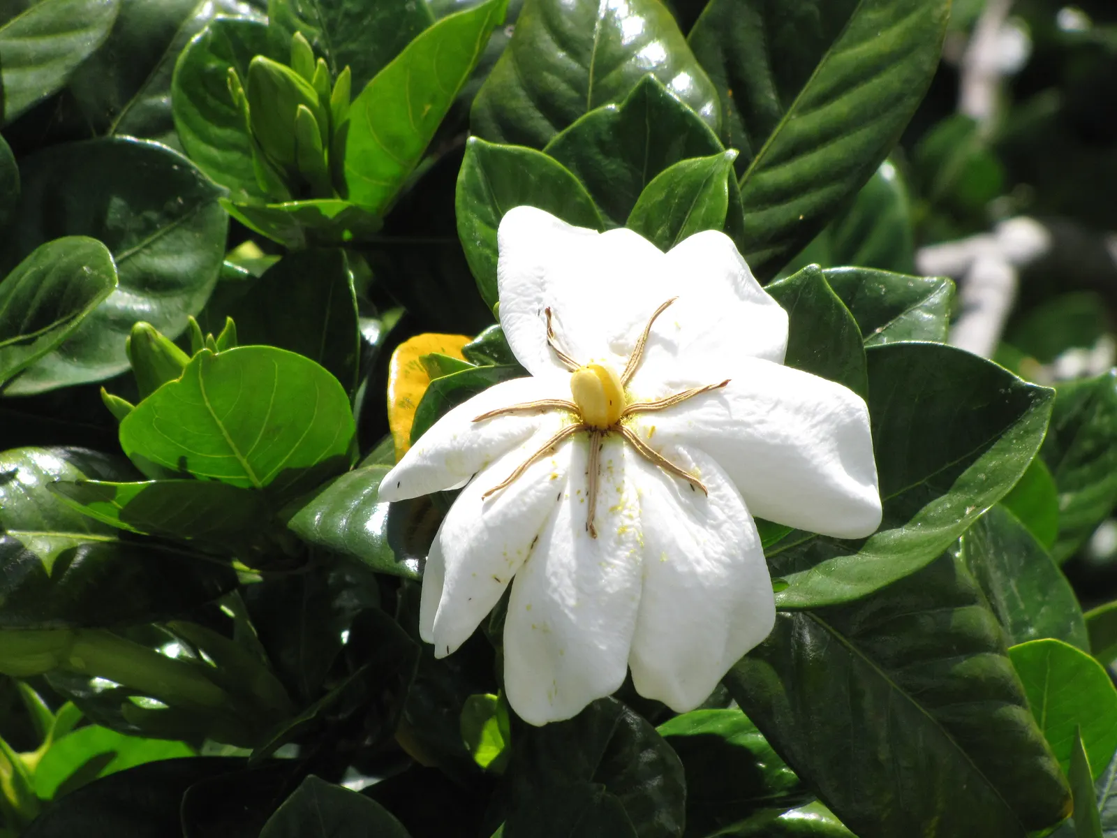 Trailing Gardenia (Gardenia Jasminoides 'Radicans Variegata') — broadleaf evergreen / shrub for full or half or shade