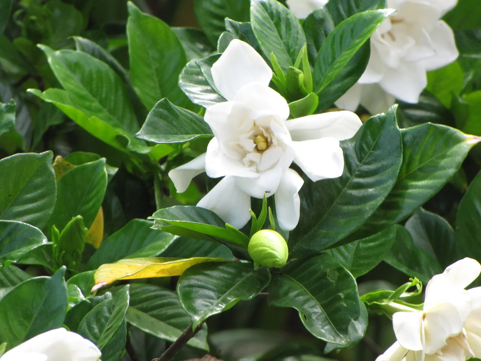 Trailing Gardenia (Gardenia Jasminoides 'Radicans Variegata') — Reaching heights of 6-12 inches with a spread of 2-3 feet, it thrives in USDA zones 7-10
