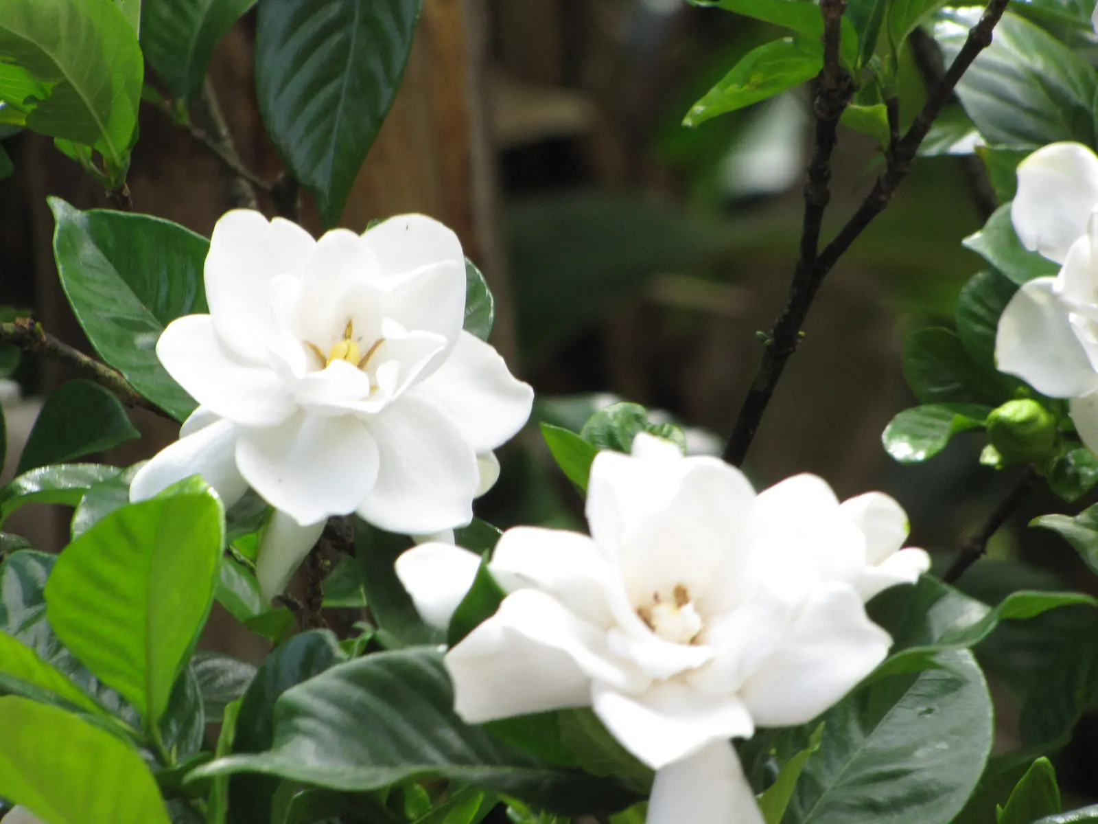 Trailing Gardenia (Gardenia Jasminoides 'Radicans Variegata') — scientifically named Gardenia jasminoides 'Radicans Variegata'