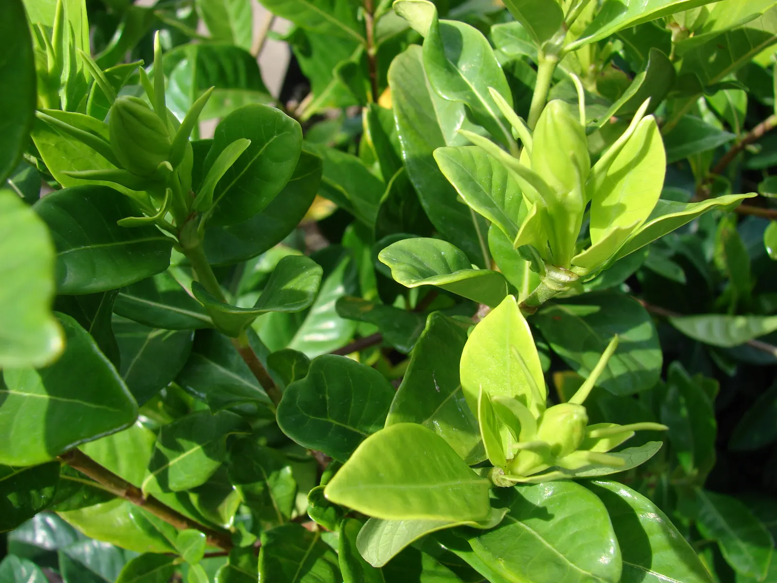 Trailing Gardenia (Gardenia Jasminoides 'Radicans Variegata') — Moreover, this garden gem demands consistent moisture but cannot tolerate standing water
