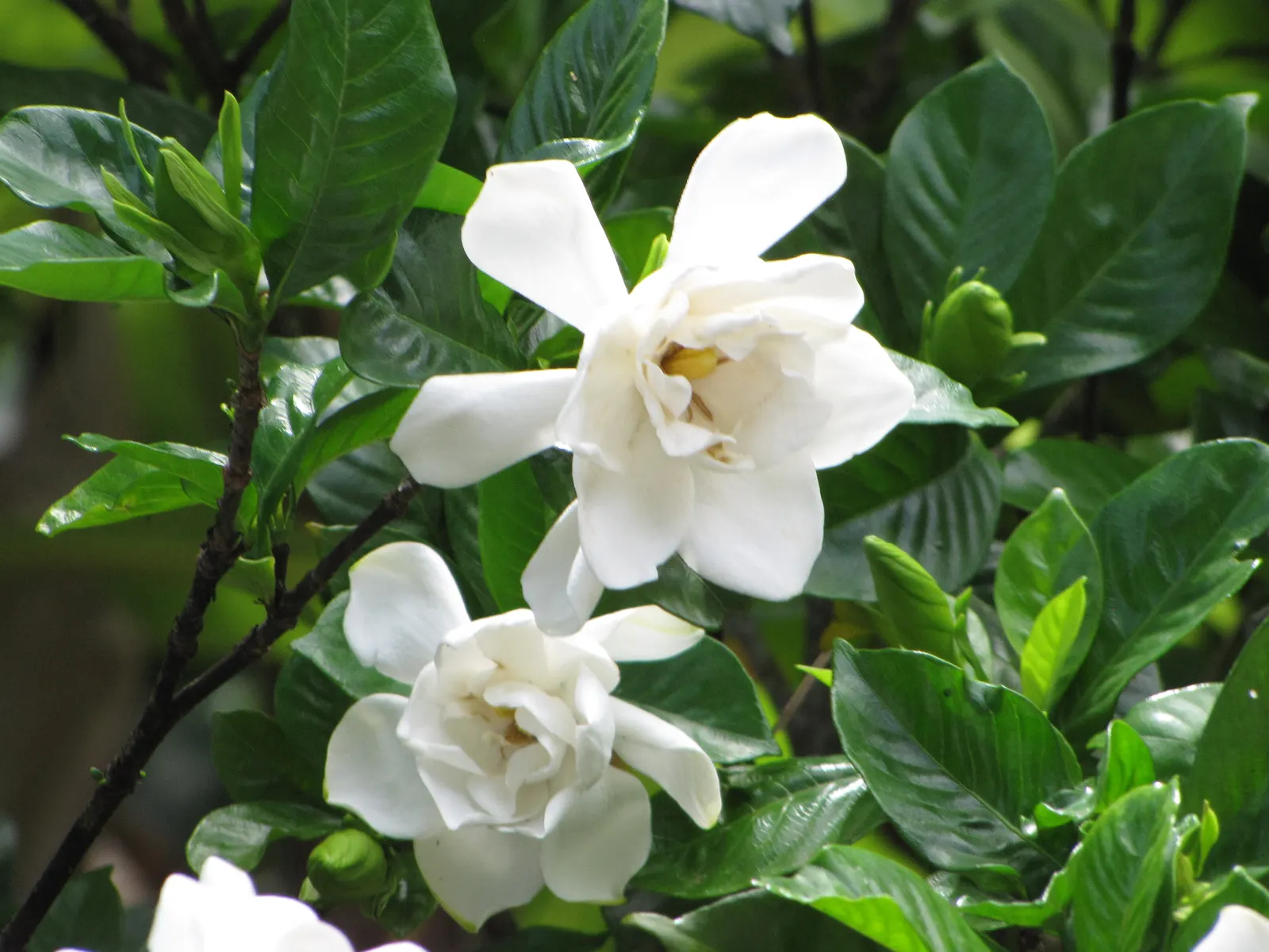 Trailing Gardenia (Gardenia Jasminoides 'Radicans Variegata') — or as a captivating border