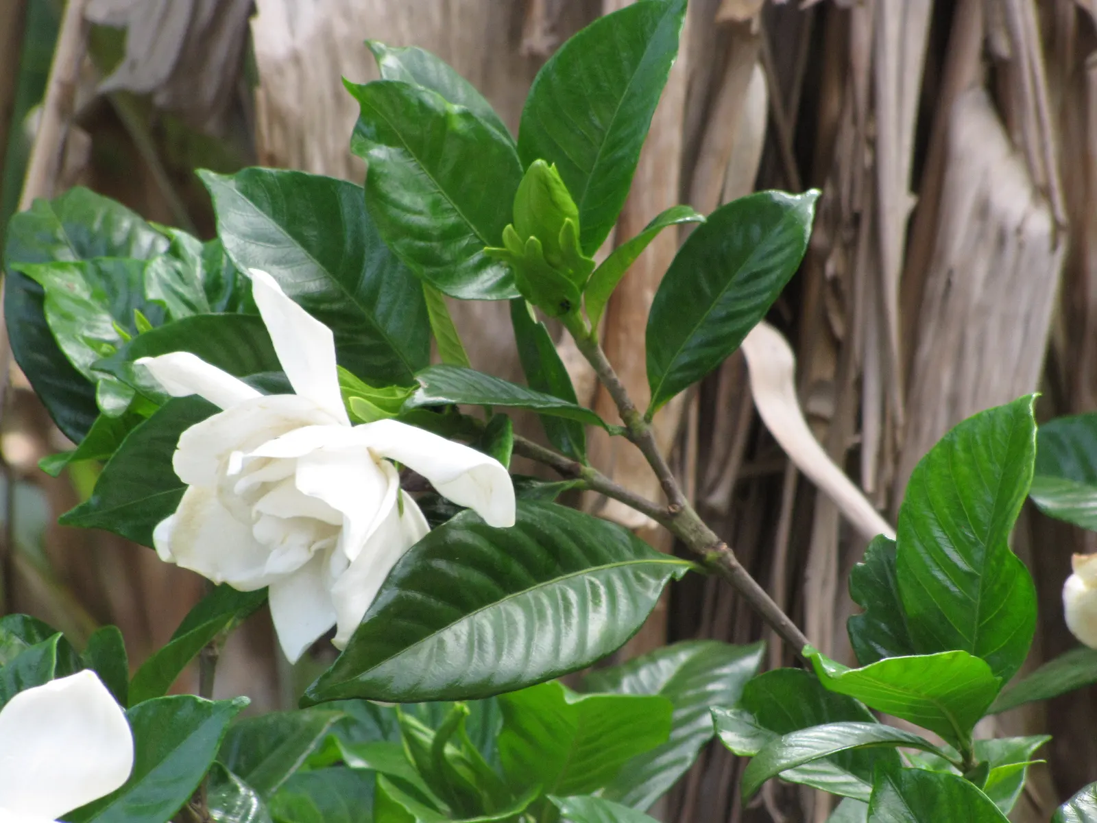 Trailing Gardenia (Gardenia Jasminoides 'Radicans Variegata') — they may develop a cream to pale yellow hue, image 38