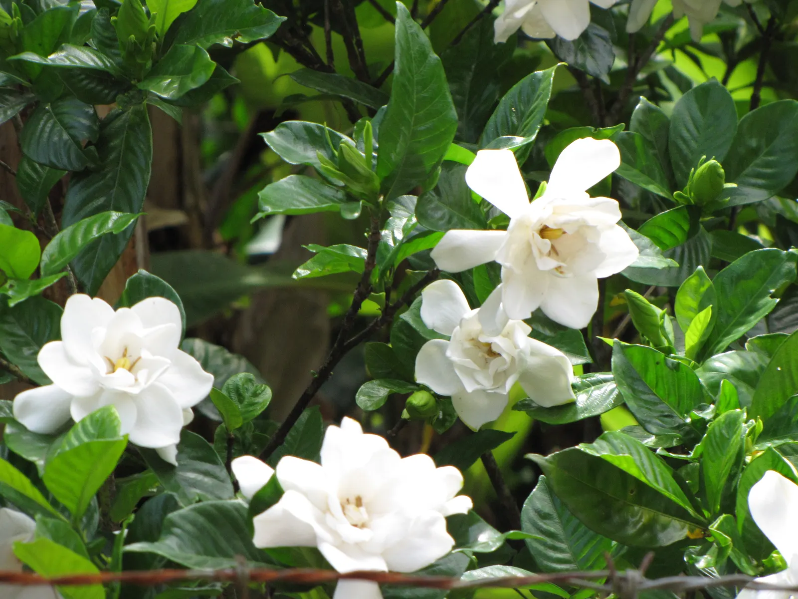 Trailing Gardenia (Gardenia Jasminoides 'Radicans Variegata') — A compact and prostrate cultivar
