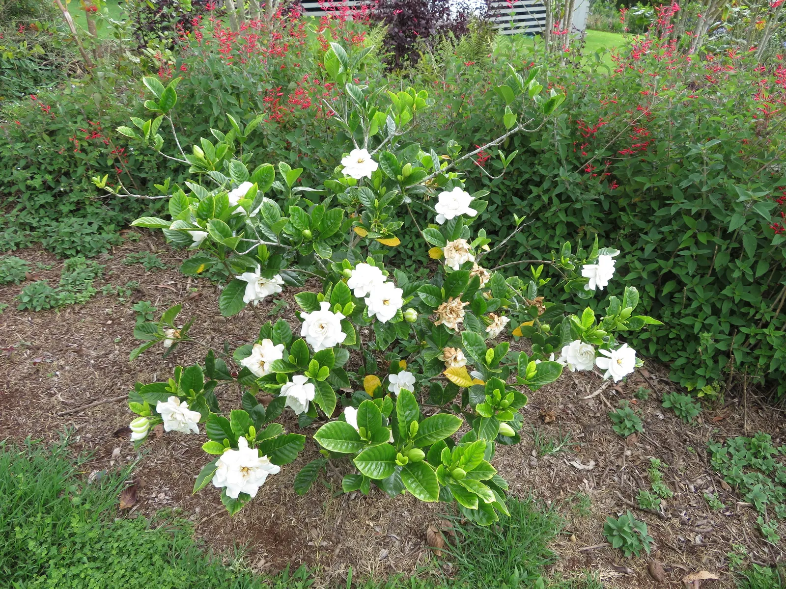 Trailing Gardenia (Gardenia Jasminoides 'Radicans Variegata') — is an exquisite evergreen ground cover with a distinctive appeal