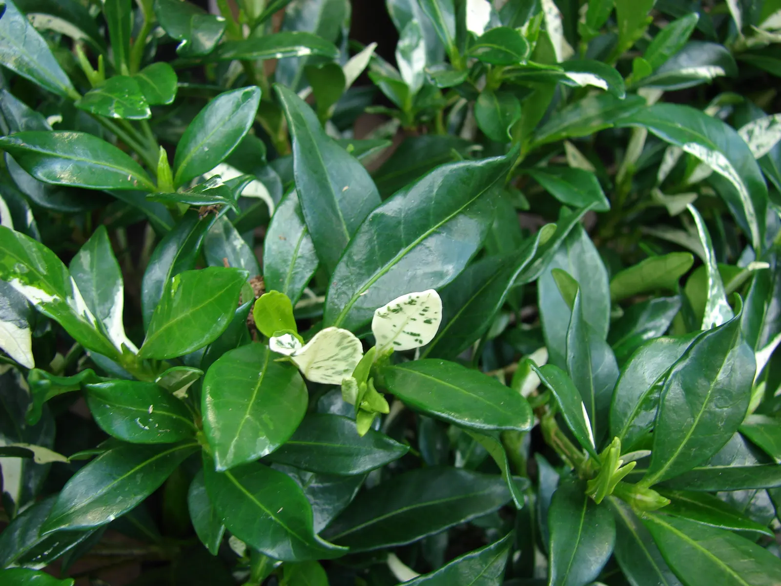 Trailing Gardenia (Gardenia Jasminoides 'Radicans Variegata') — adding to the plant's charm.<br><br>A versatile specimen; regular fertilization with a balanced