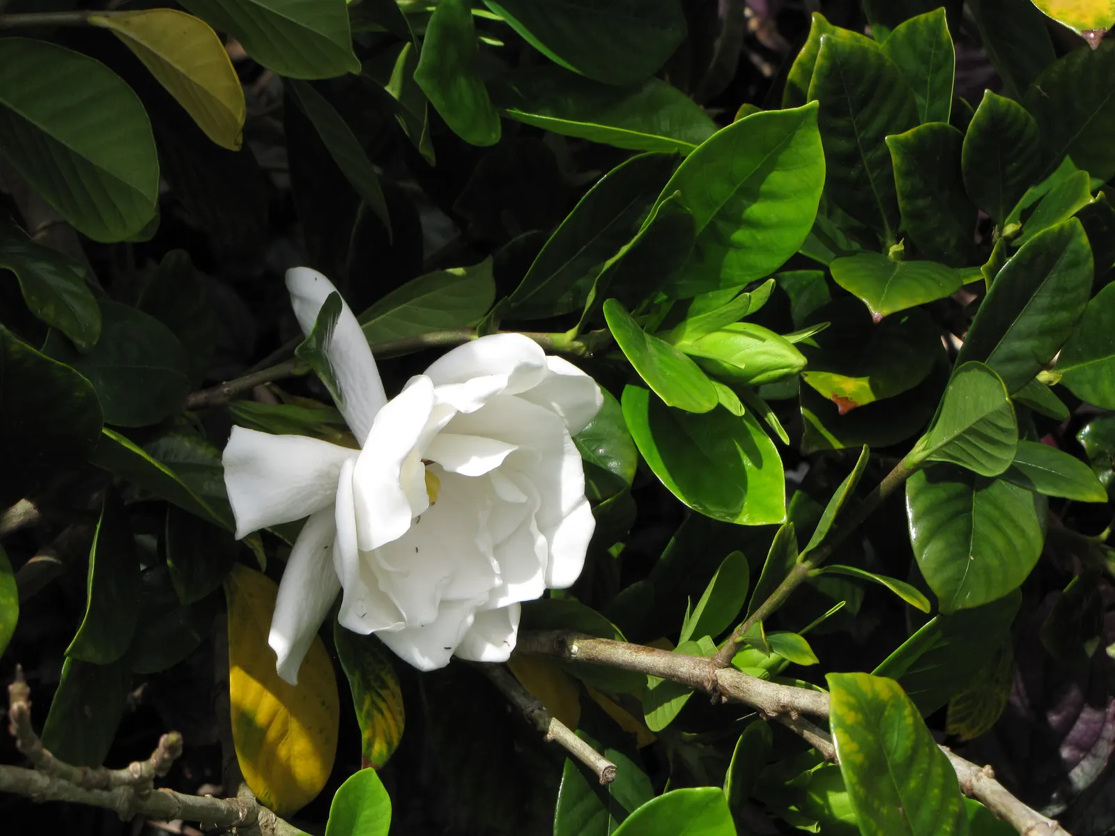 Trailing Gardenia (Gardenia Jasminoides 'Radicans Variegata') — they may develop a cream to pale yellow hue