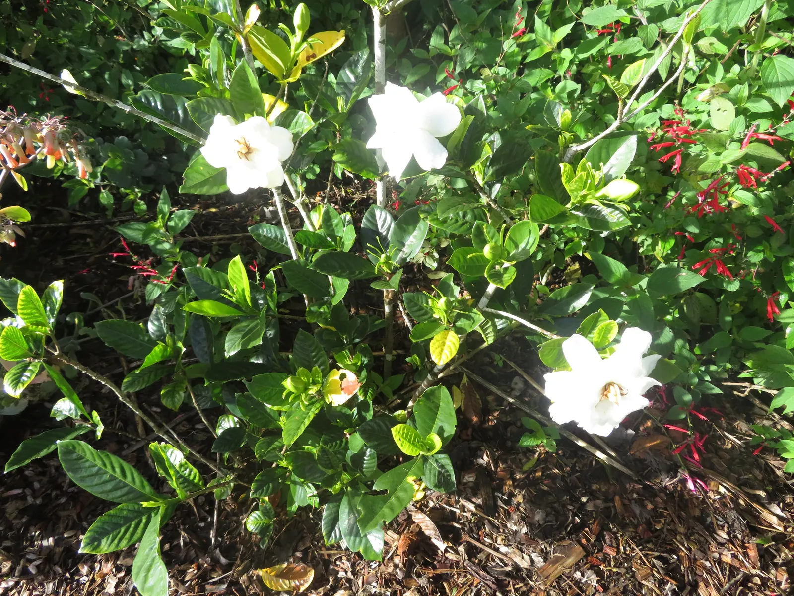Trailing Gardenia (Gardenia Jasminoides 'Radicans Variegata') — The Trailing Gardenia 'Radicans Variegata' is a dwarf cultivar with creamy-edged; preferring