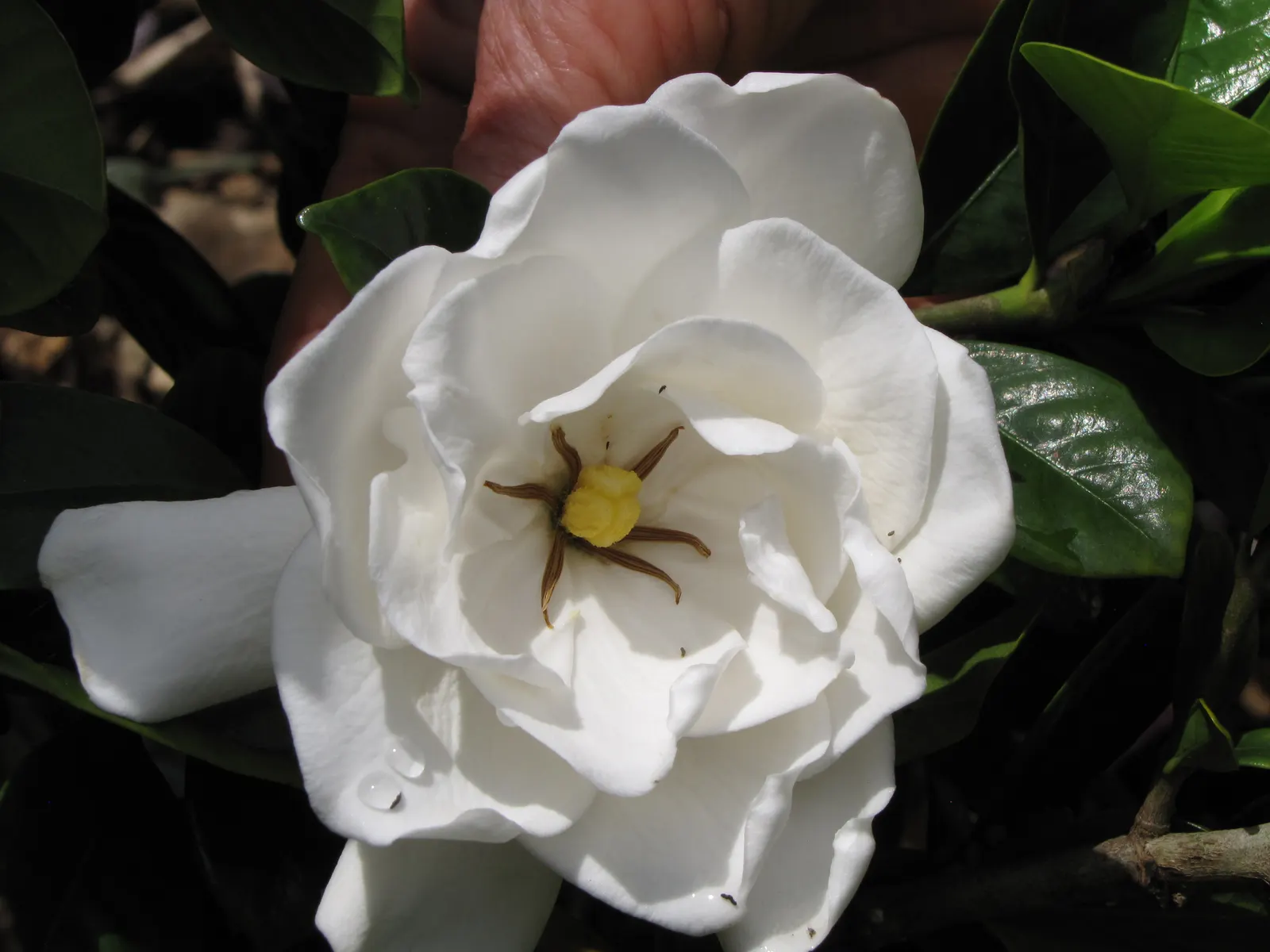 Trailing Gardenia (Gardenia Jasminoides 'Radicans Variegata') — acid-formulating fertilizer will ensure robust health and maximal flowering