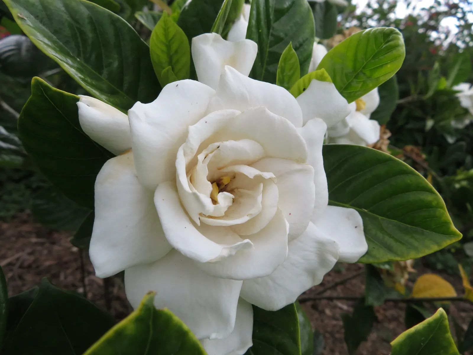 Trailing Gardenia (Gardenia Jasminoides 'Radicans Variegata') — Preferring partial to full sun, it's ideal for ground cover, borders, or containers