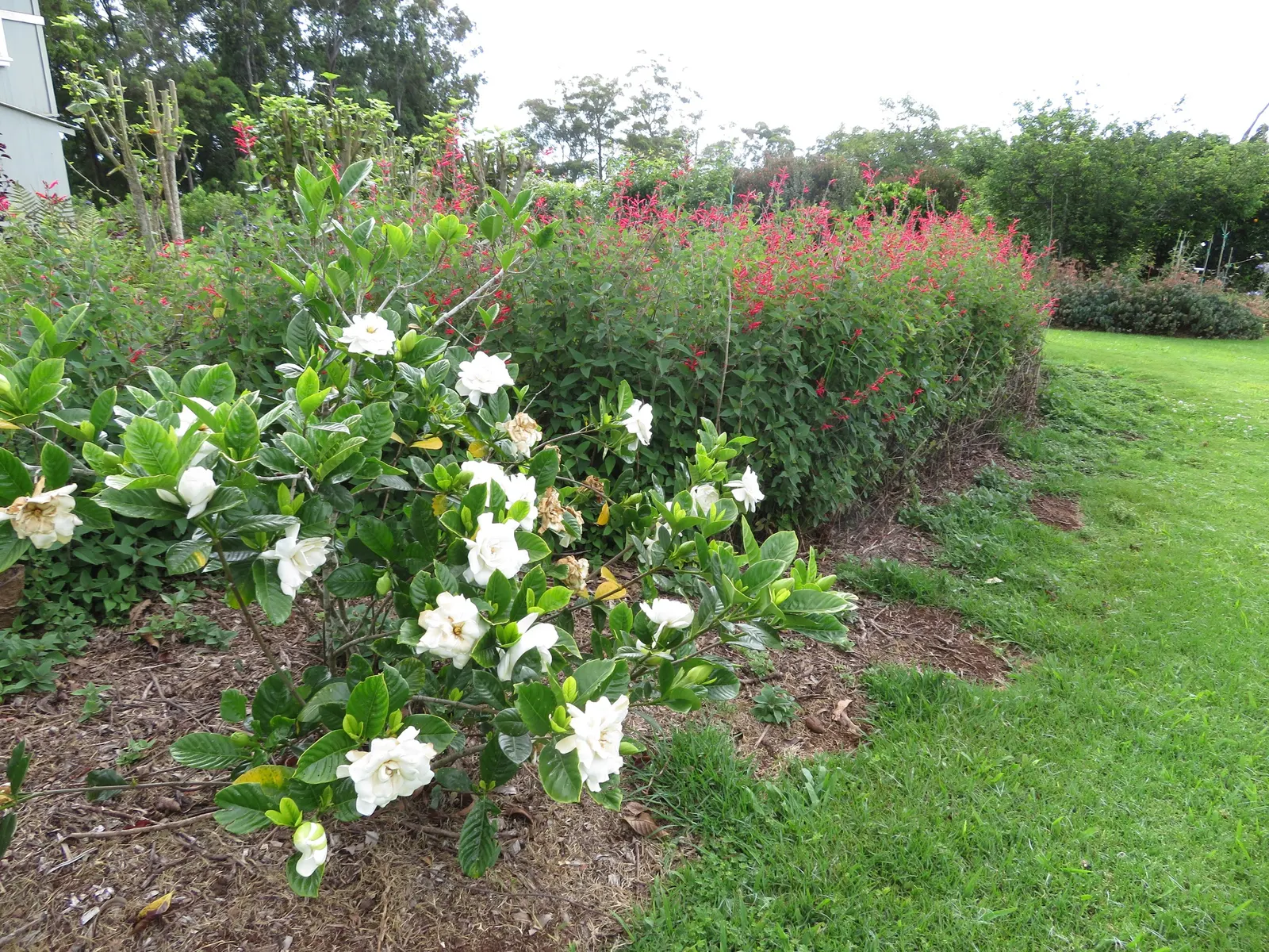 Trailing Gardenia (Gardenia Jasminoides 'Radicans Variegata') — adding a sensory experience to your landscape design