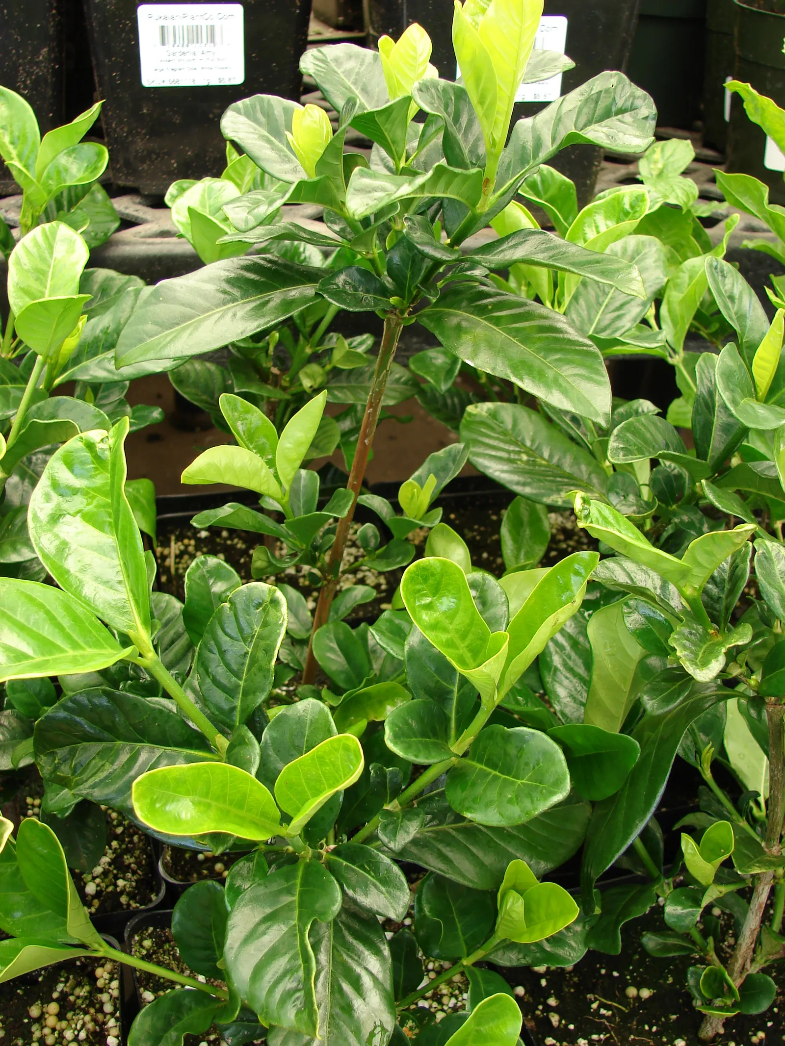 Trailing Gardenia (Gardenia Jasminoides 'Radicans Variegata') — scientifically named Gardenia jasminoides 'Radicans Variegata'; acid-formulating fertilizer