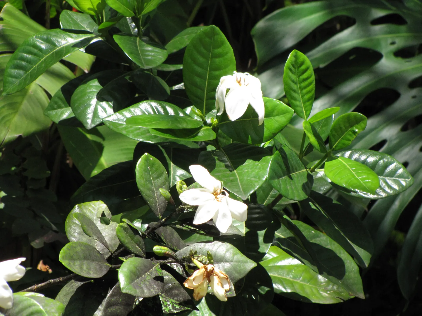 Trailing Gardenia (Gardenia Jasminoides 'Radicans Variegata') — the Trailing Gardenia thrives in USDA hardiness zones 7 to 10