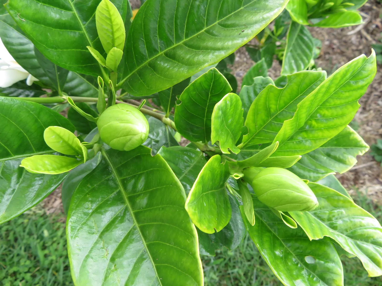 Trailing Gardenia (Gardenia Jasminoides 'Radicans Variegata') — broadleaf evergreen / shrub with white blooms