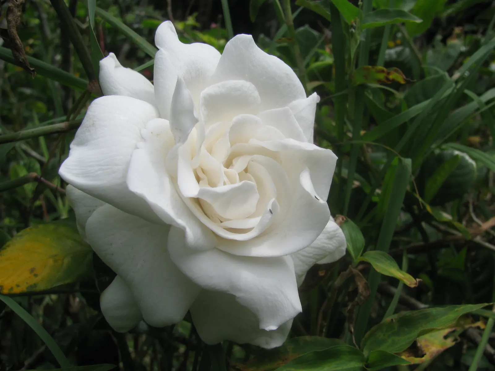 Trailing Gardenia (Gardenia Jasminoides 'Radicans Variegata') — A compact and prostrate cultivar; white blossoms which emerge in late spring to early summer