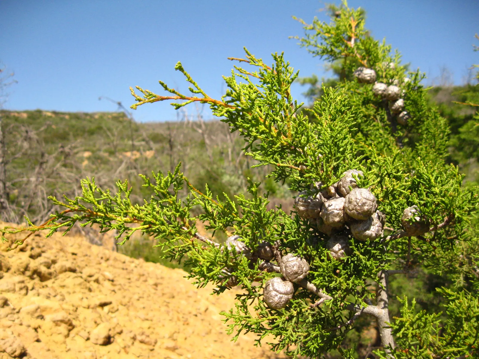 Tecate Cypress (Hesperocyparis Forbesii) — It is also fire-adapted and can reseed itself after wildfire events