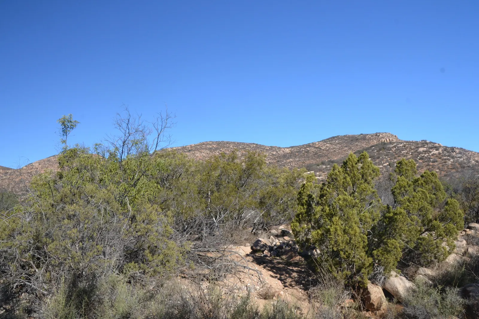 Tecate Cypress (Hesperocyparis Forbesii) — Prefers full sun, well-drained soil