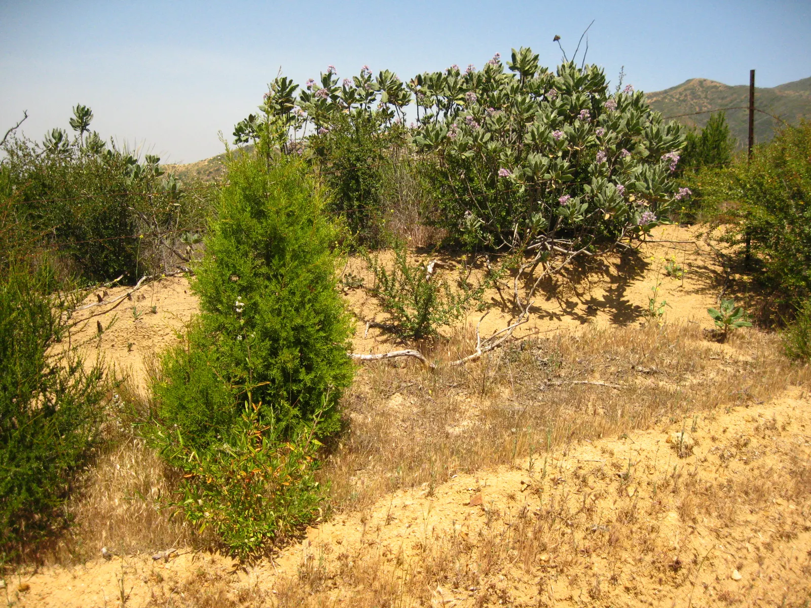 Tecate Cypress (Hesperocyparis Forbesii) — Prefers full sun, well-drained soil; the Tecate Cypress requires minimal irrigation