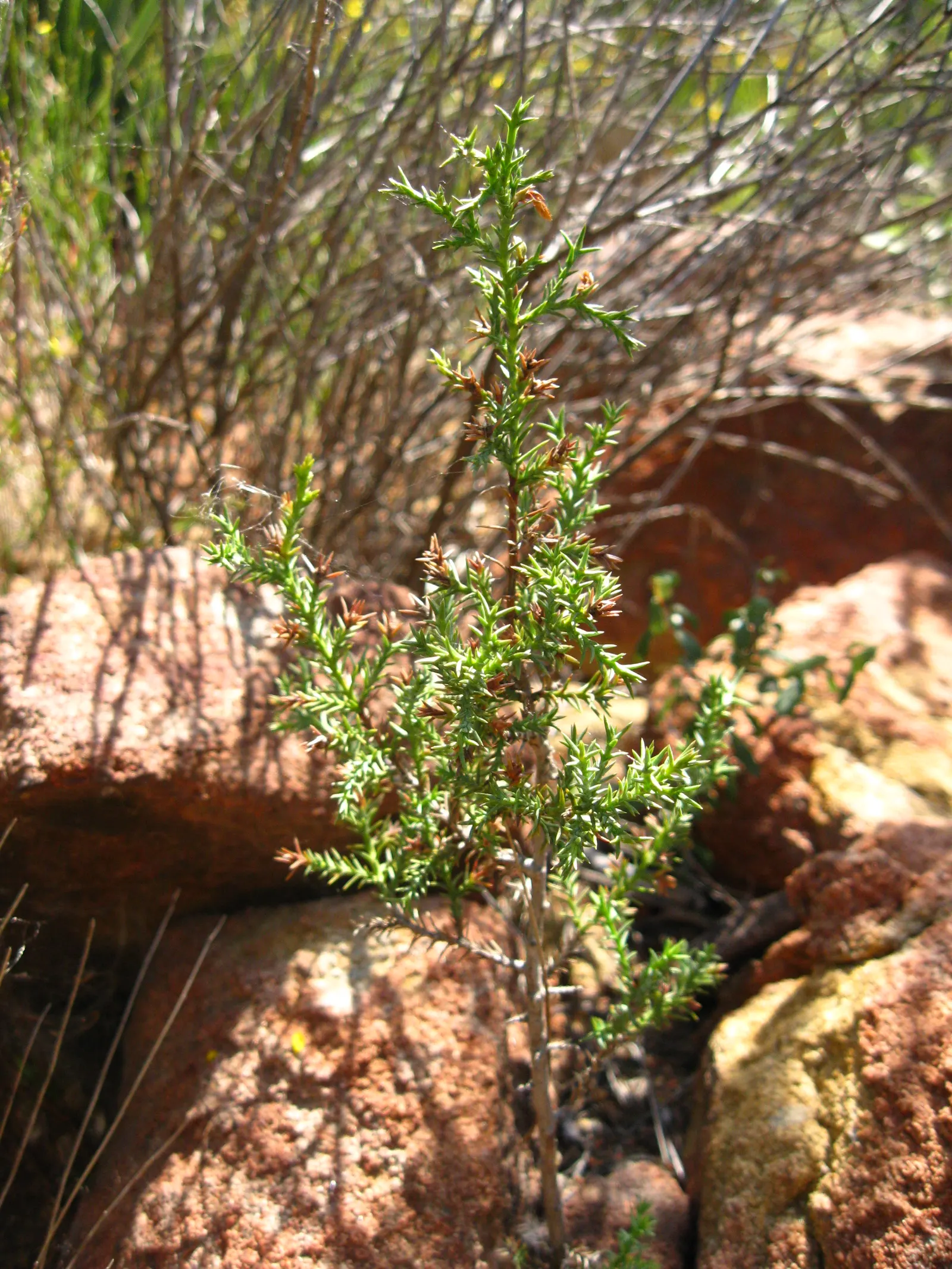 Tecate Cypress (Hesperocyparis Forbesii) — Ideal for Mediterranean-style gardens as a focal plant or natural screen