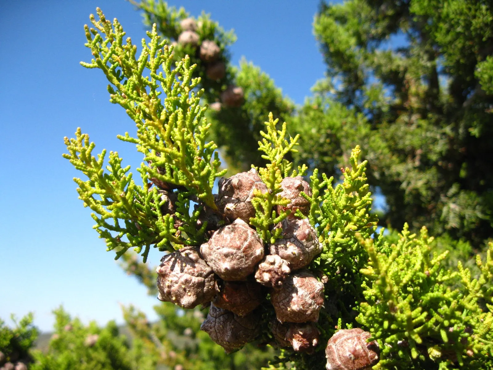 Tecate Cypress (Hesperocyparis Forbesii) — Adapted to arid zones, it endures drought with scale-like green-gray leaves