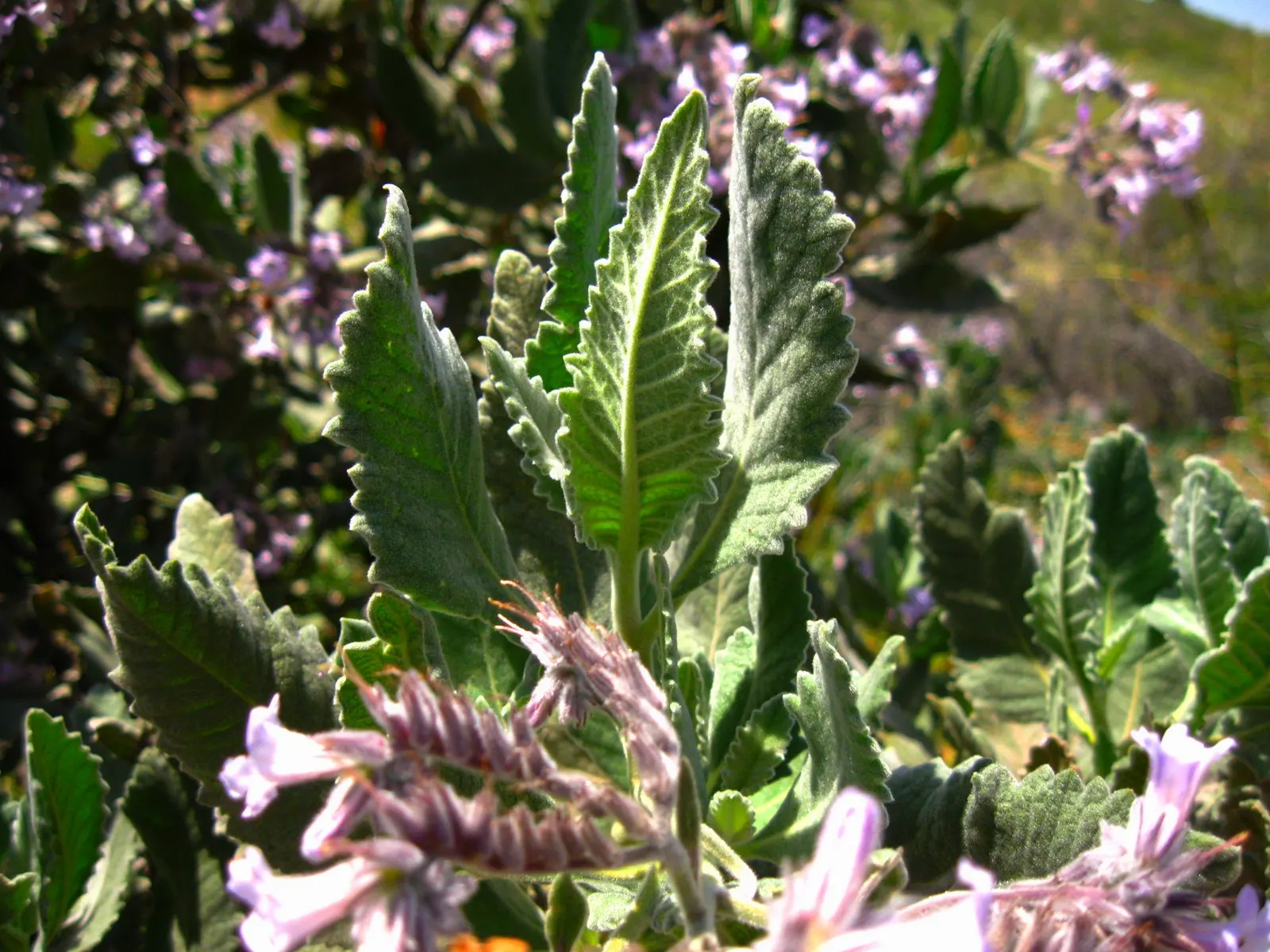 Tecate Cypress (Hesperocyparis Forbesii) — Typically growing to heights of 20 to 40 feet