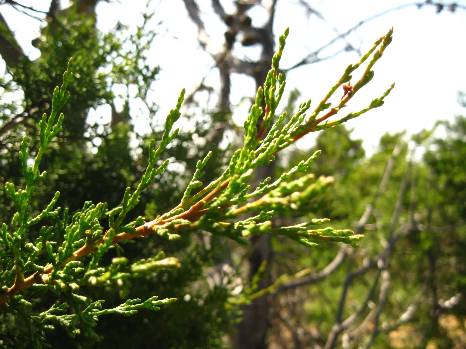 Tecate Cypress (Hesperocyparis Forbesii) — Fire-adaptive; it regenerates post-wildfires