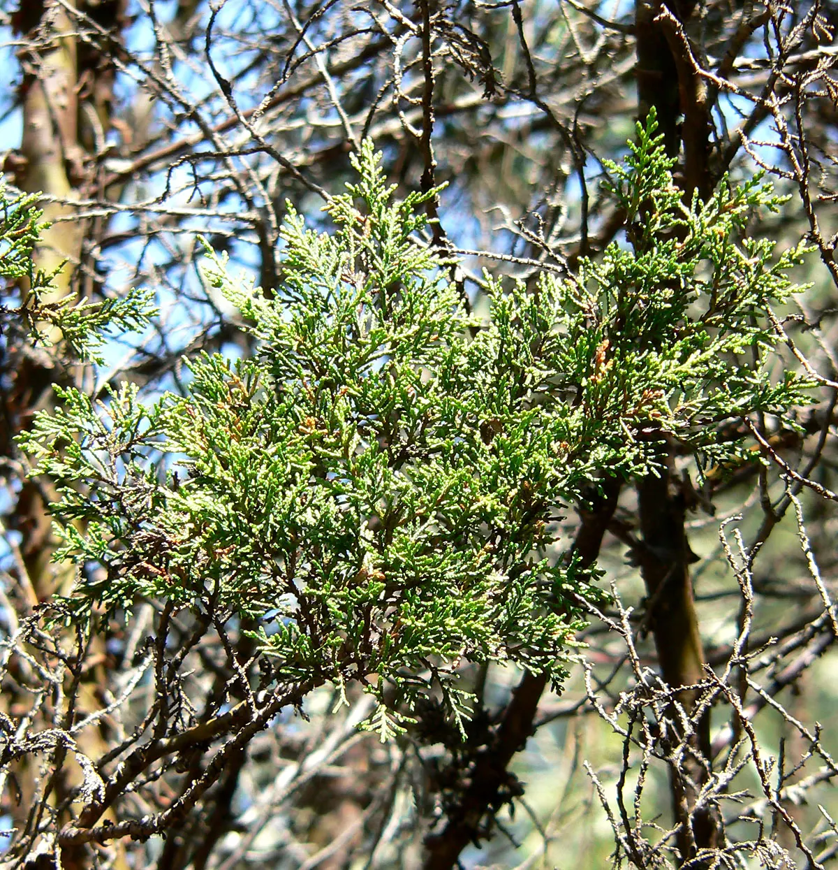 Tecate Cypress (Hesperocyparis Forbesii) — contributing to its low-maintenance appeal