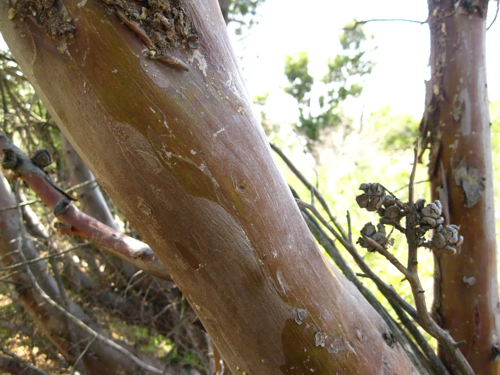Tecate Cypress (Hesperocyparis Forbesii) — conifer / tree for full