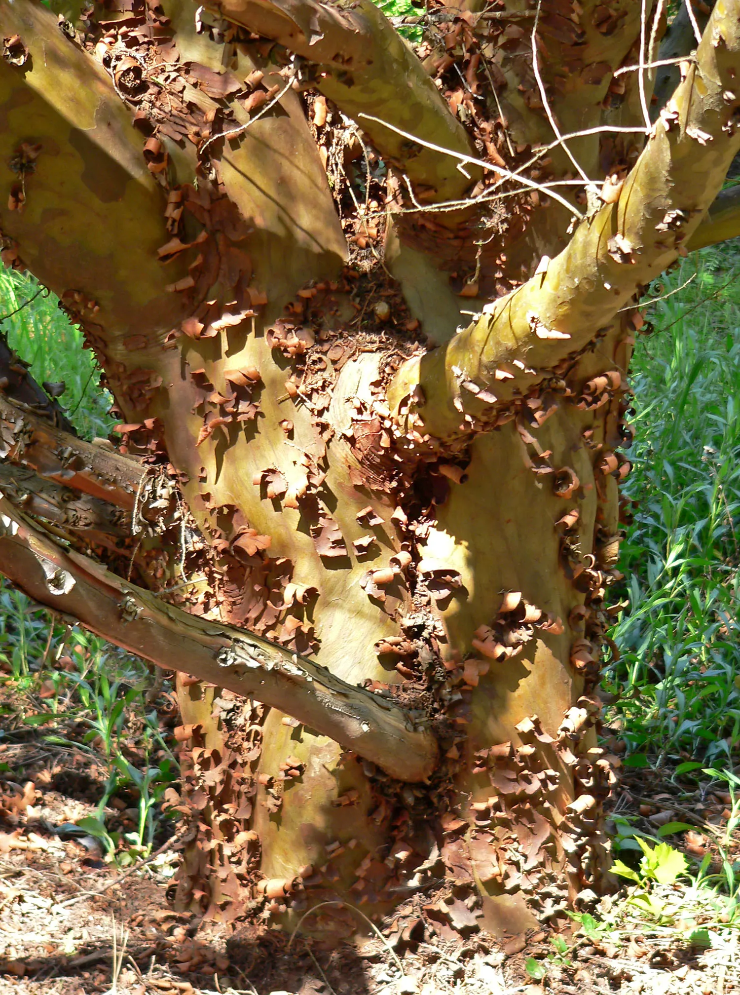 Tecate Cypress (Hesperocyparis Forbesii) — Hesperocyparis forbesii not only enhances the garden's aesthetic but also supports regional biodiversity