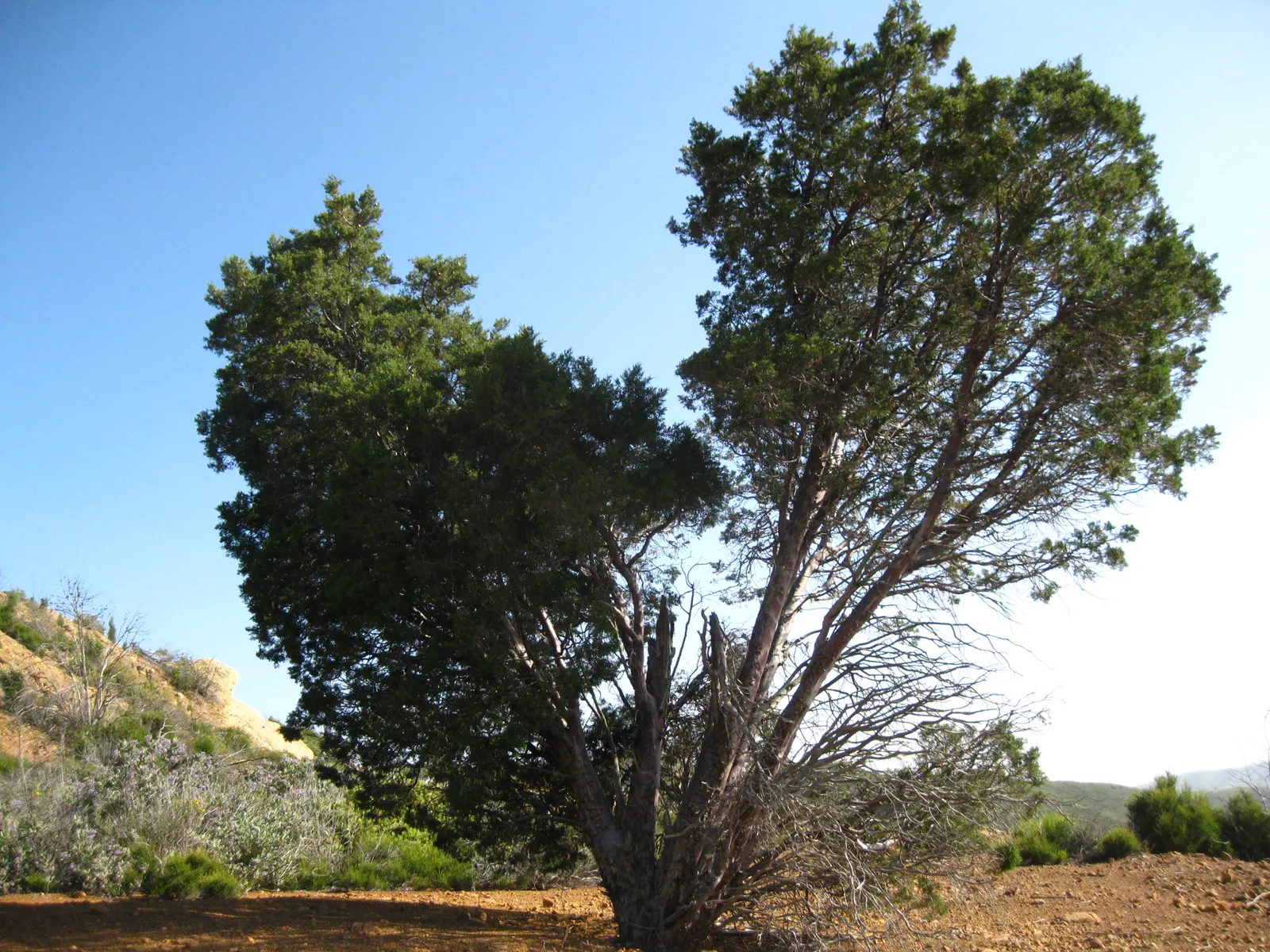 Tecate Cypress (Hesperocyparis Forbesii) — When incorporating this tree into your design