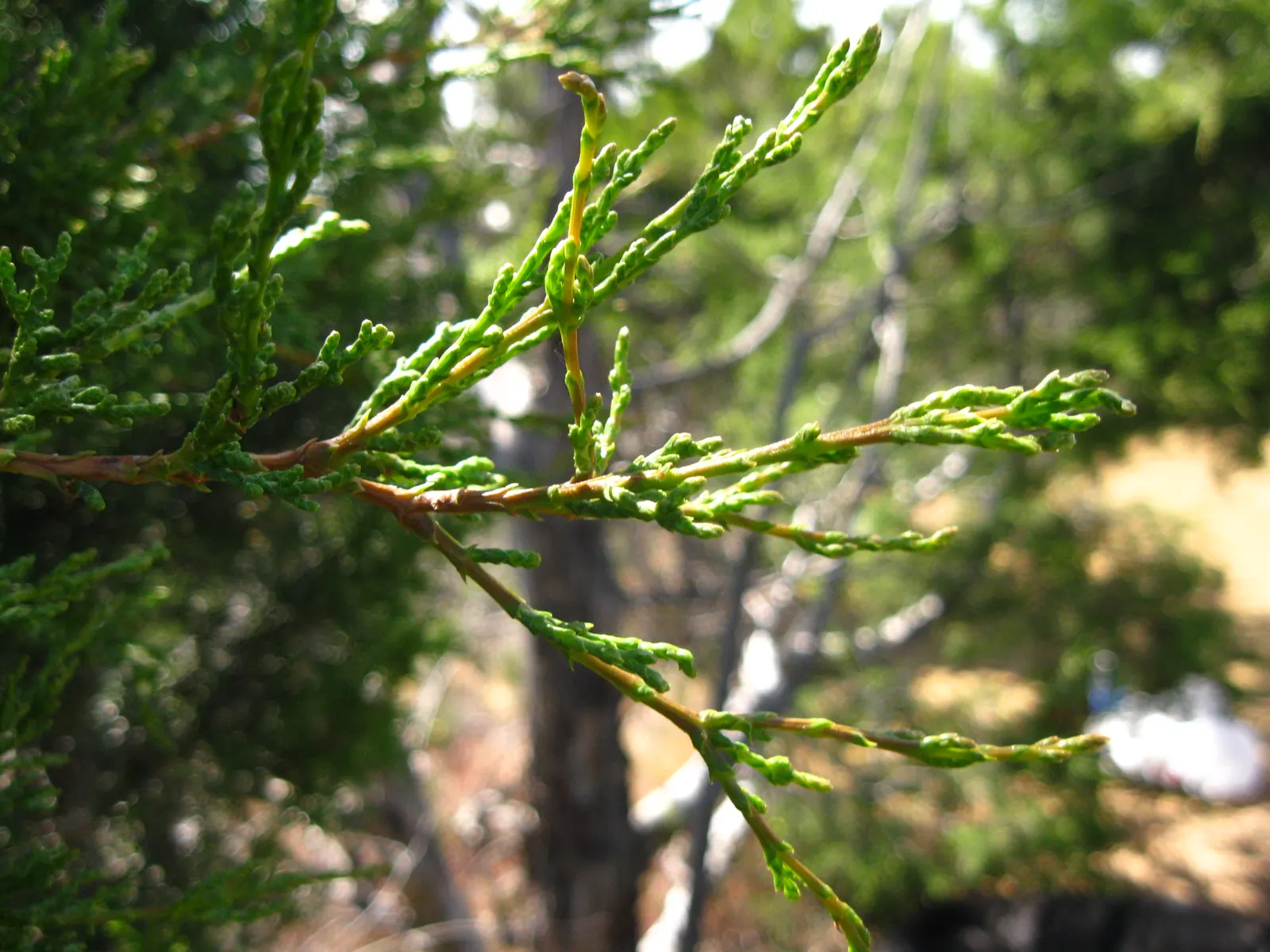 Tecate Cypress (Hesperocyparis Forbesii) — Adapted to arid zones, it endures drought with scale-like green-gray leaves; provides unique texture to landscapes