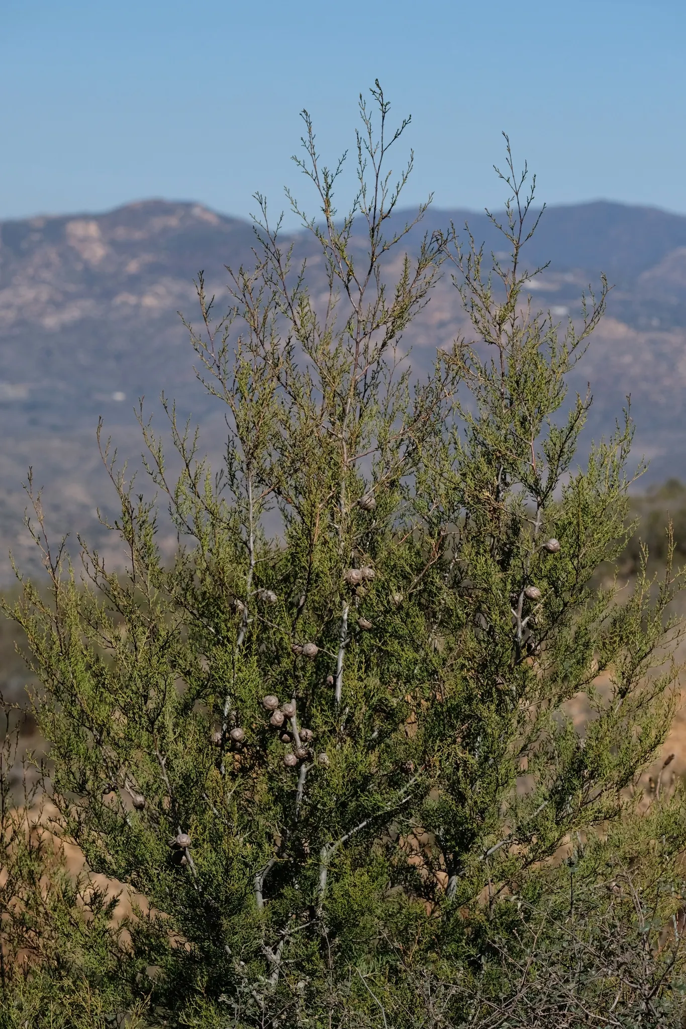 Tecate Cypress (Hesperocyparis Forbesii) — the Tecate Cypress requires minimal irrigation