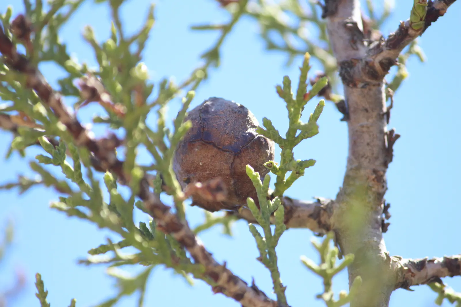 Tecate Cypress (Hesperocyparis Forbesii) — Provides unique texture to landscapes and critical habitat for the endangered Thorne's Hairstreak butterfly