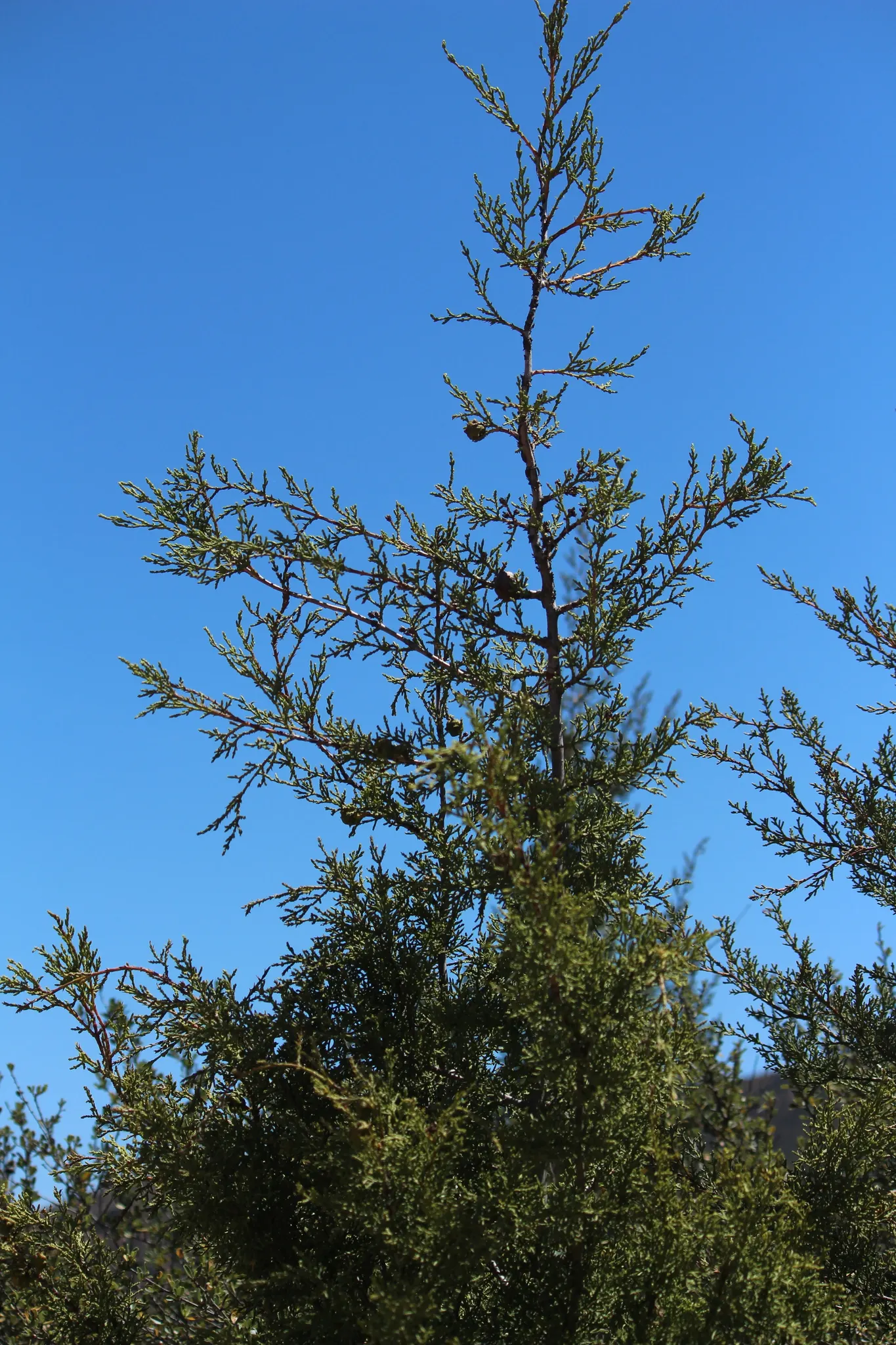 Tecate Cypress (Hesperocyparis Forbesii) — the Tecate Cypress has scale-like leaves and rounded cones that are approximately 1 inch in diameter