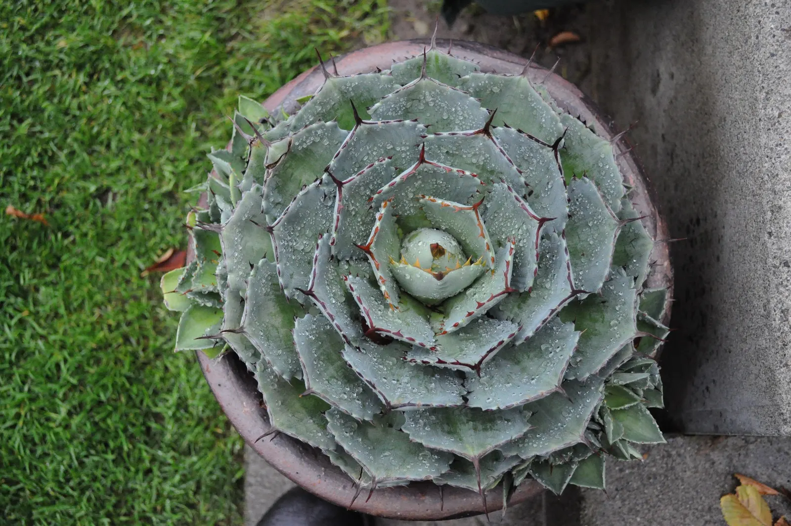 Colorata Agave (Agave Colorata) — It reaches a mature spread of approximately 2-3 feet; adding unique texture and a rugged aesthetic to xeriscapes