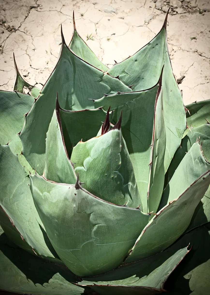 Colorata Agave (Agave Colorata) — to facilitate drainage and complement its bold aesthetic