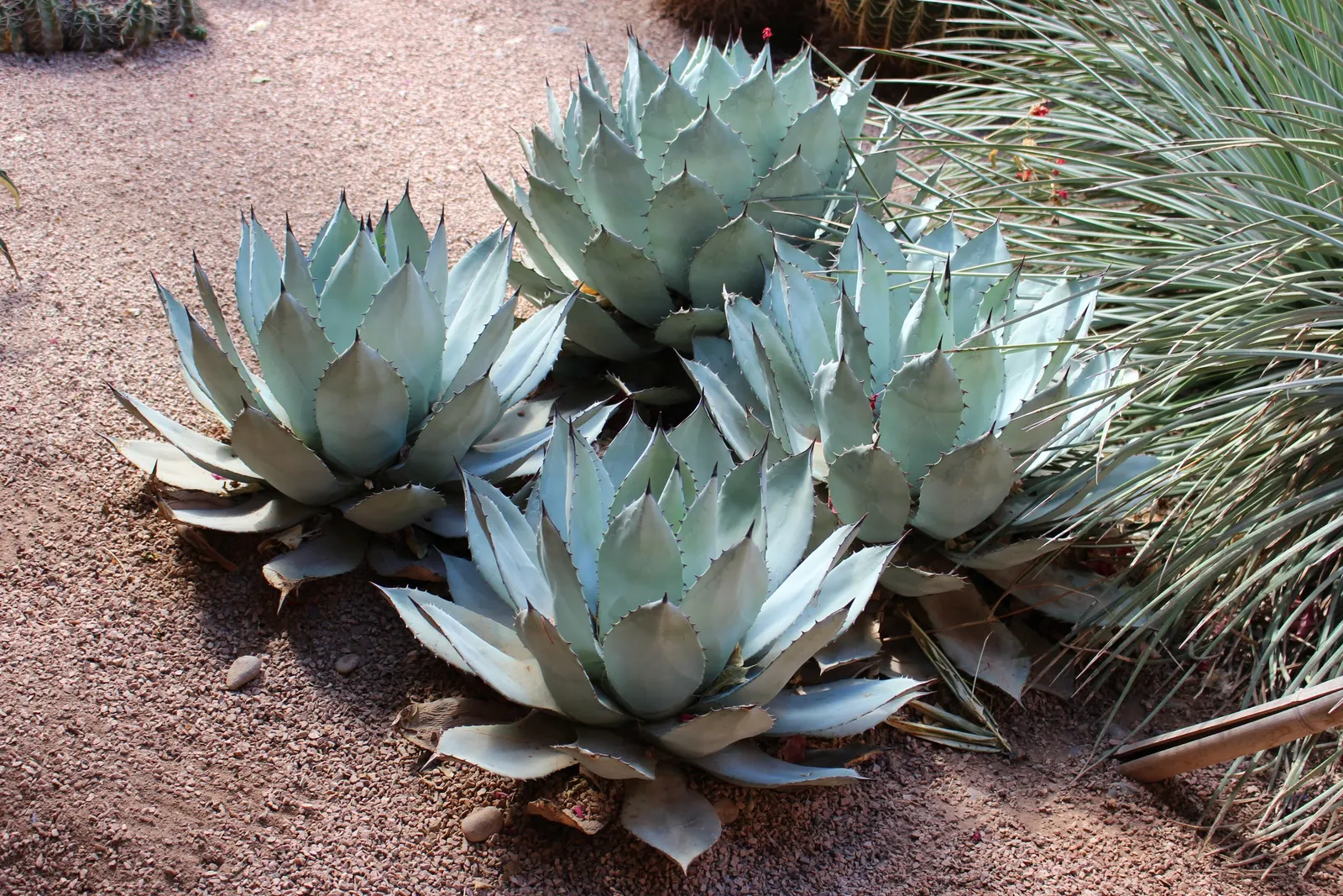 Colorata Agave (Agave Colorata) — with pronounced leaf impressions and a striking
