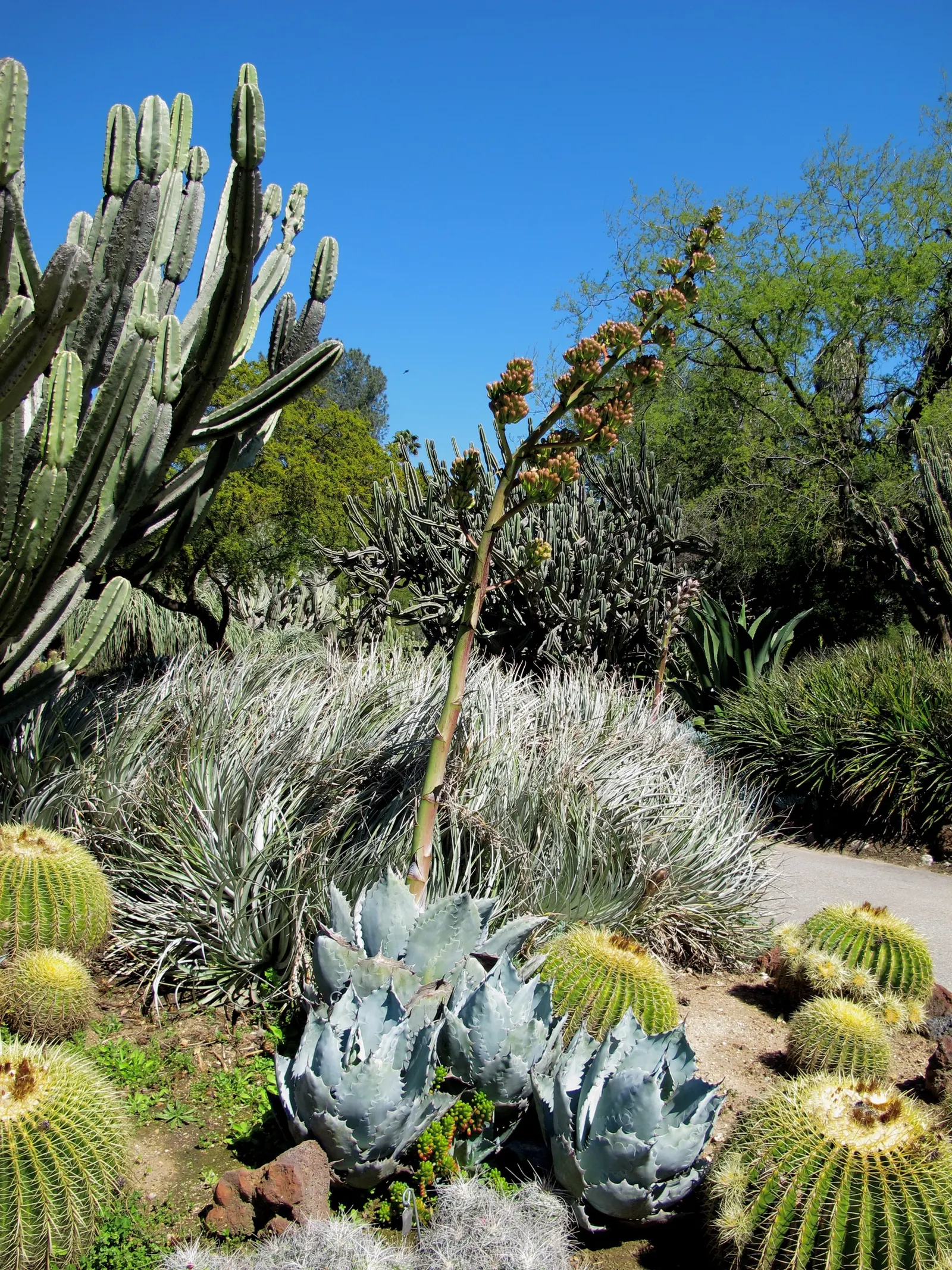 Colorata Agave (Agave Colorata) — Each leaf, reaching up to 20 inches in length, boasts pronounced imprints and robust spines along its margins