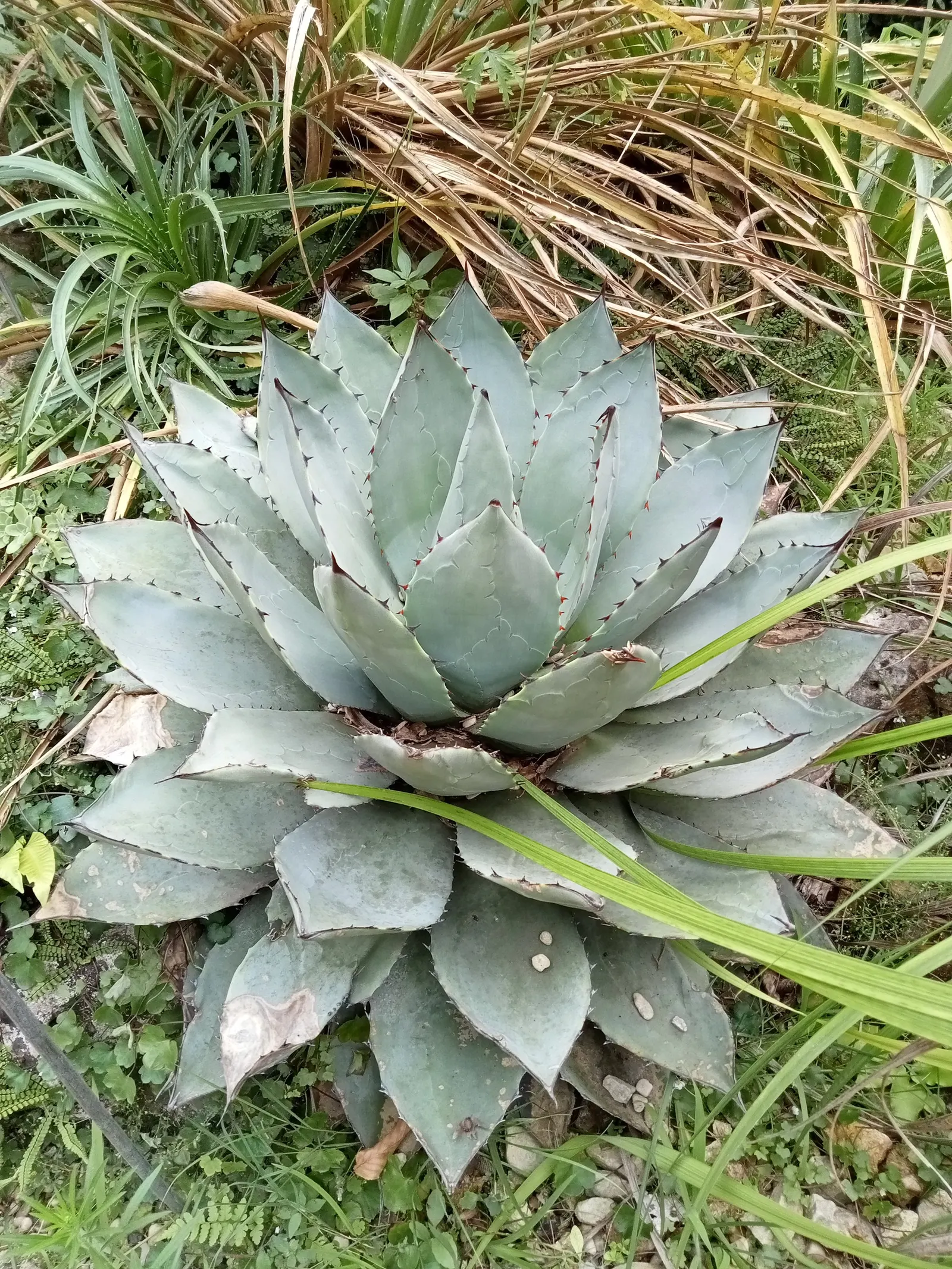 Colorata Agave (Agave Colorata) — stout leaves of this agave exhibit a beautiful blue-gray hue