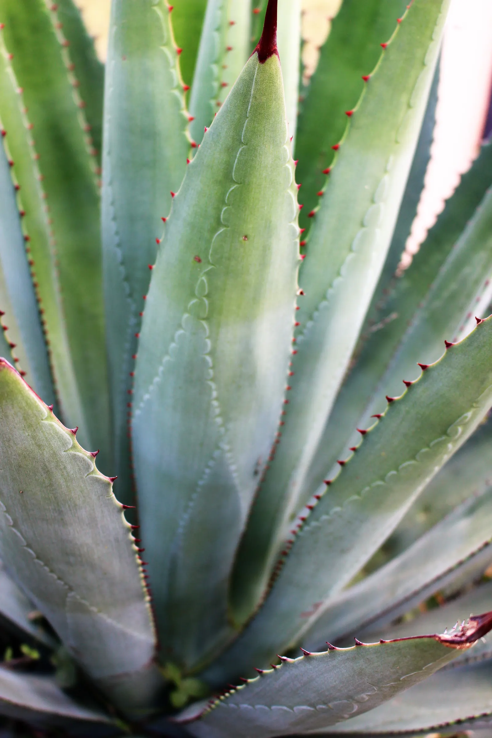 Colorata Agave (Agave Colorata) — is a stunning and distinctive succulent that hails from the rocky cliffs of northwestern Mexico; native to Northwestern Mexico