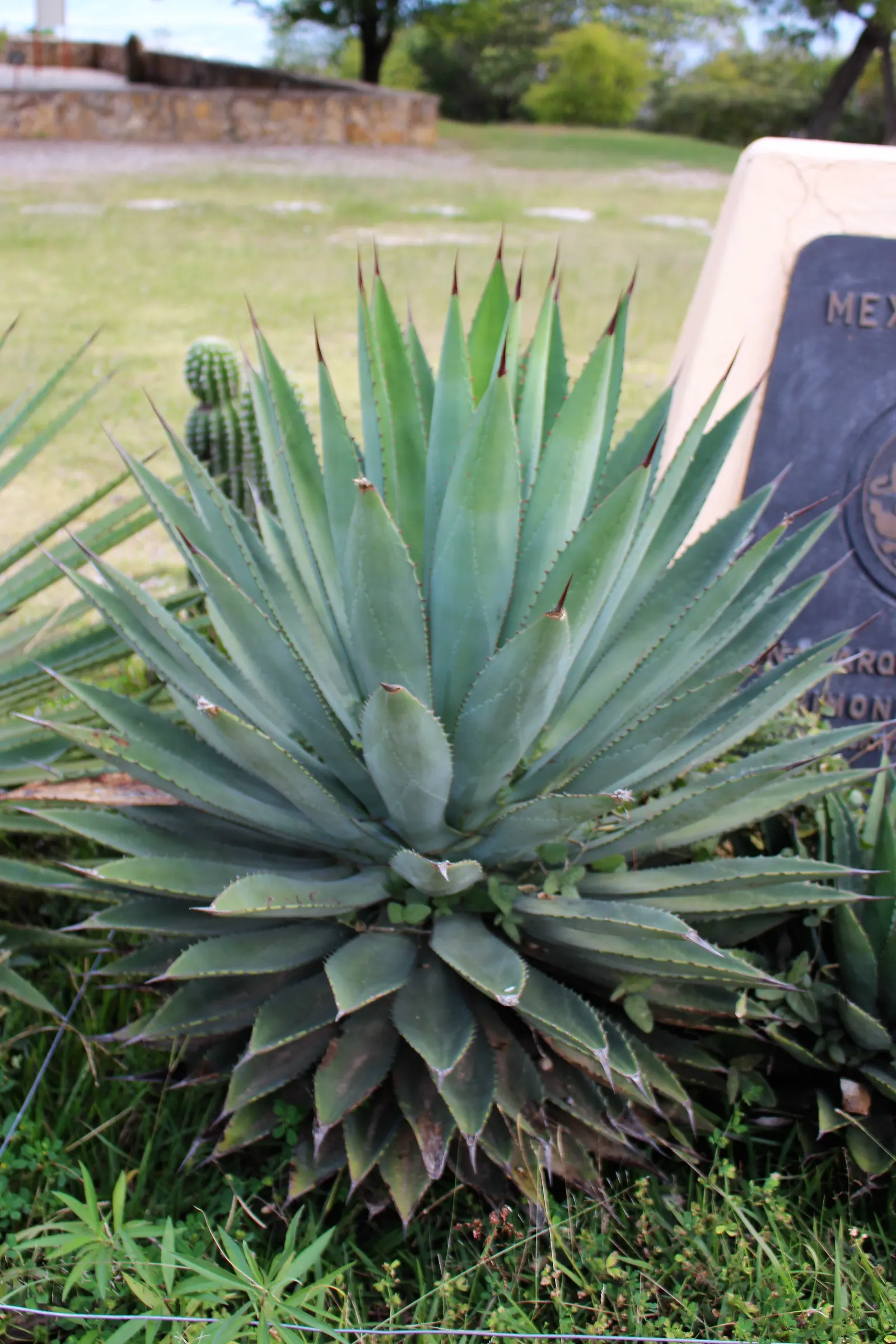 Colorata Agave (Agave Colorata) — the Agave colorata should be planted in well-draining soil and provided with full sun exposure; to facilitate drainage and