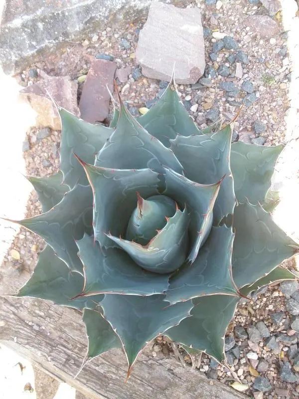 Colorata Agave (Agave Colorata) — the Agave colorata should be planted in well-draining soil and provided with full sun exposure