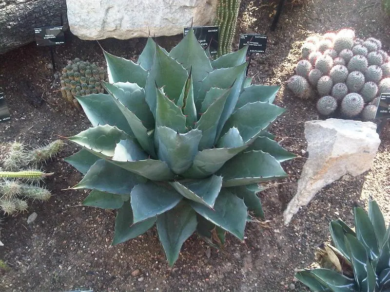 Colorata Agave (Agave Colorata) — succulent for full or half