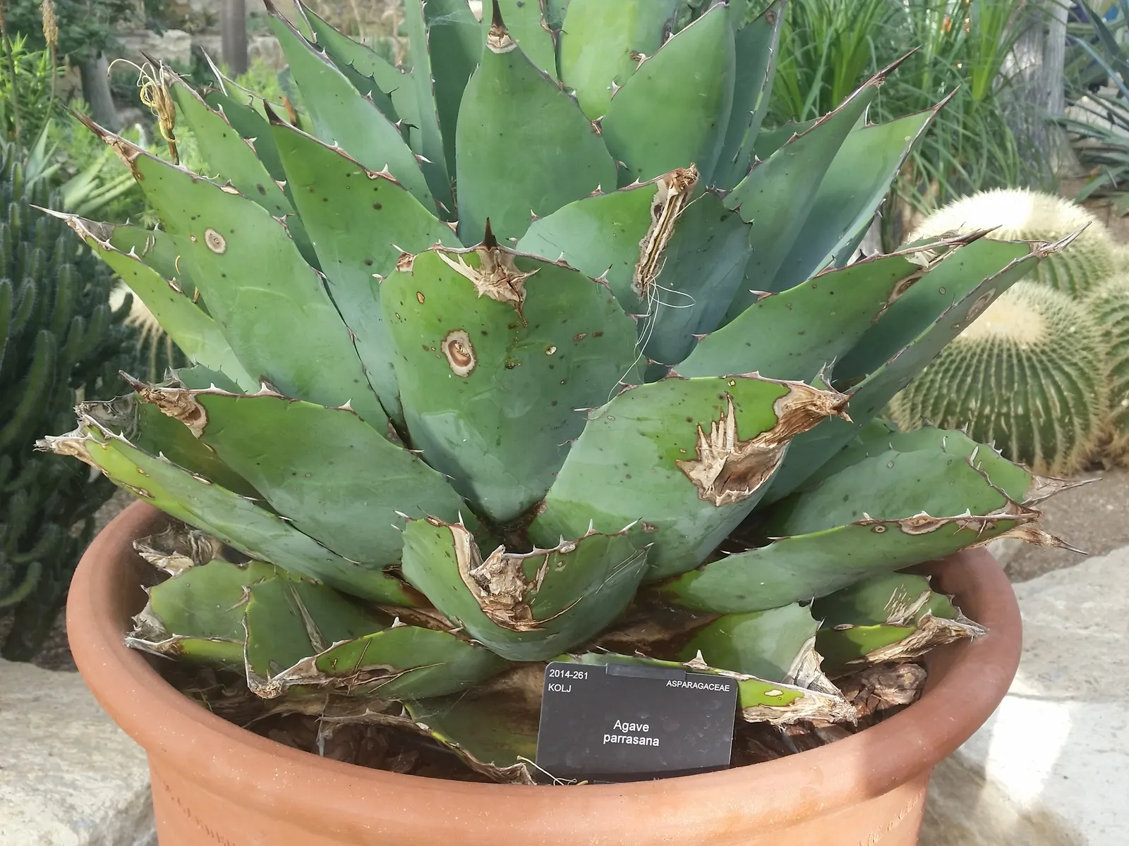 Colorata Agave (Agave Colorata) — native to Northwestern Mexico; thriving in zones 9-11, this slow-growing agave demands well-draining soil and full sun