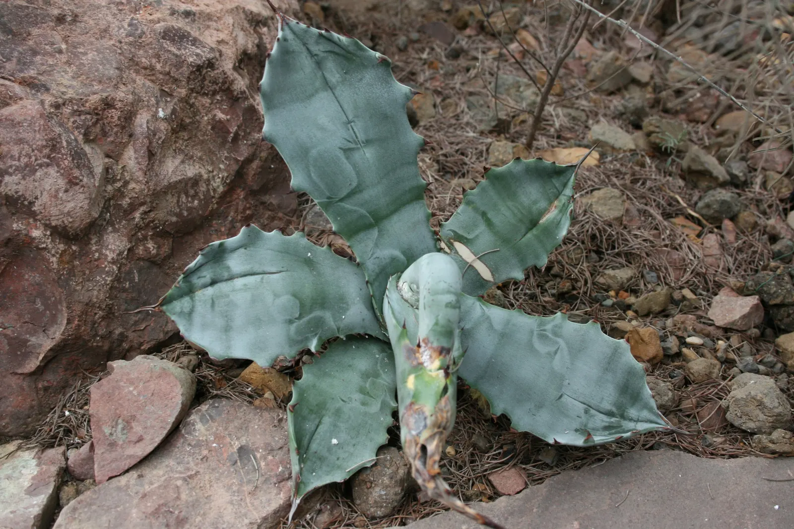 Colorata Agave (Agave Colorata) — It's best to situate this plant in areas that mimic its natural habitat; purple and red and yellow flowers in the garden