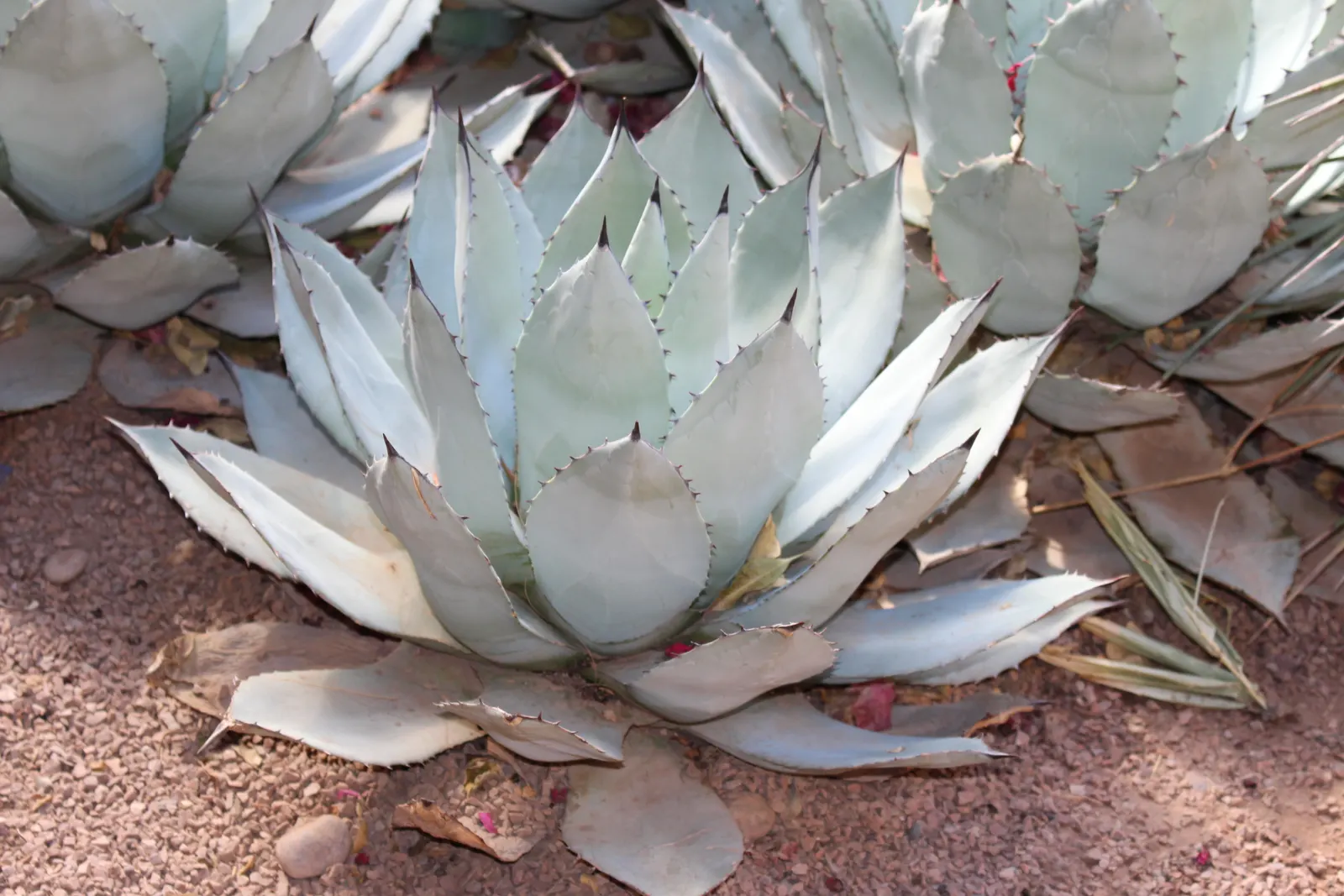 Colorata Agave (Agave Colorata) — It reaches a mature spread of approximately 2-3 feet