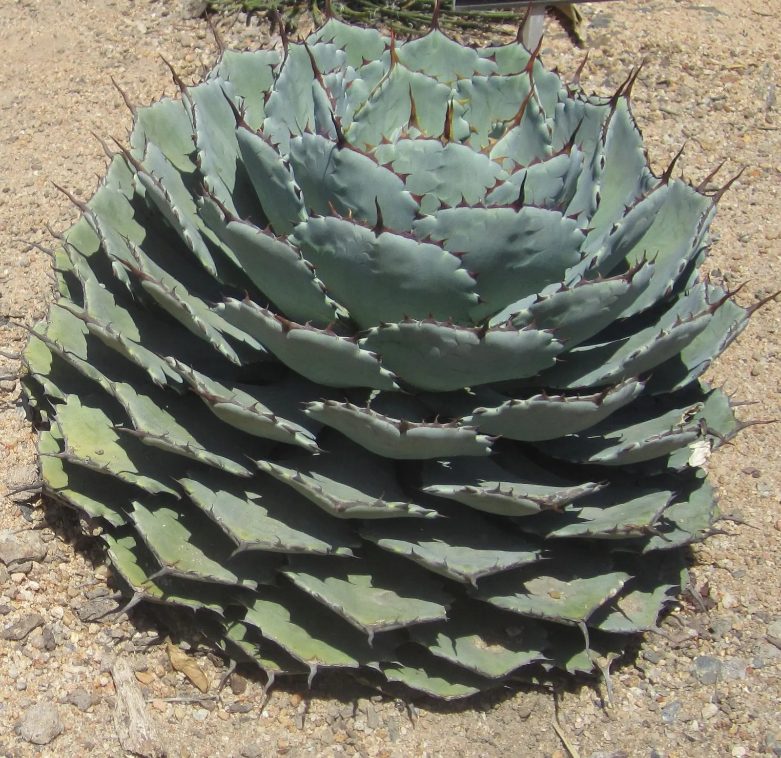 Colorata Agave (Agave Colorata) — famed for its stunning rosette of thick