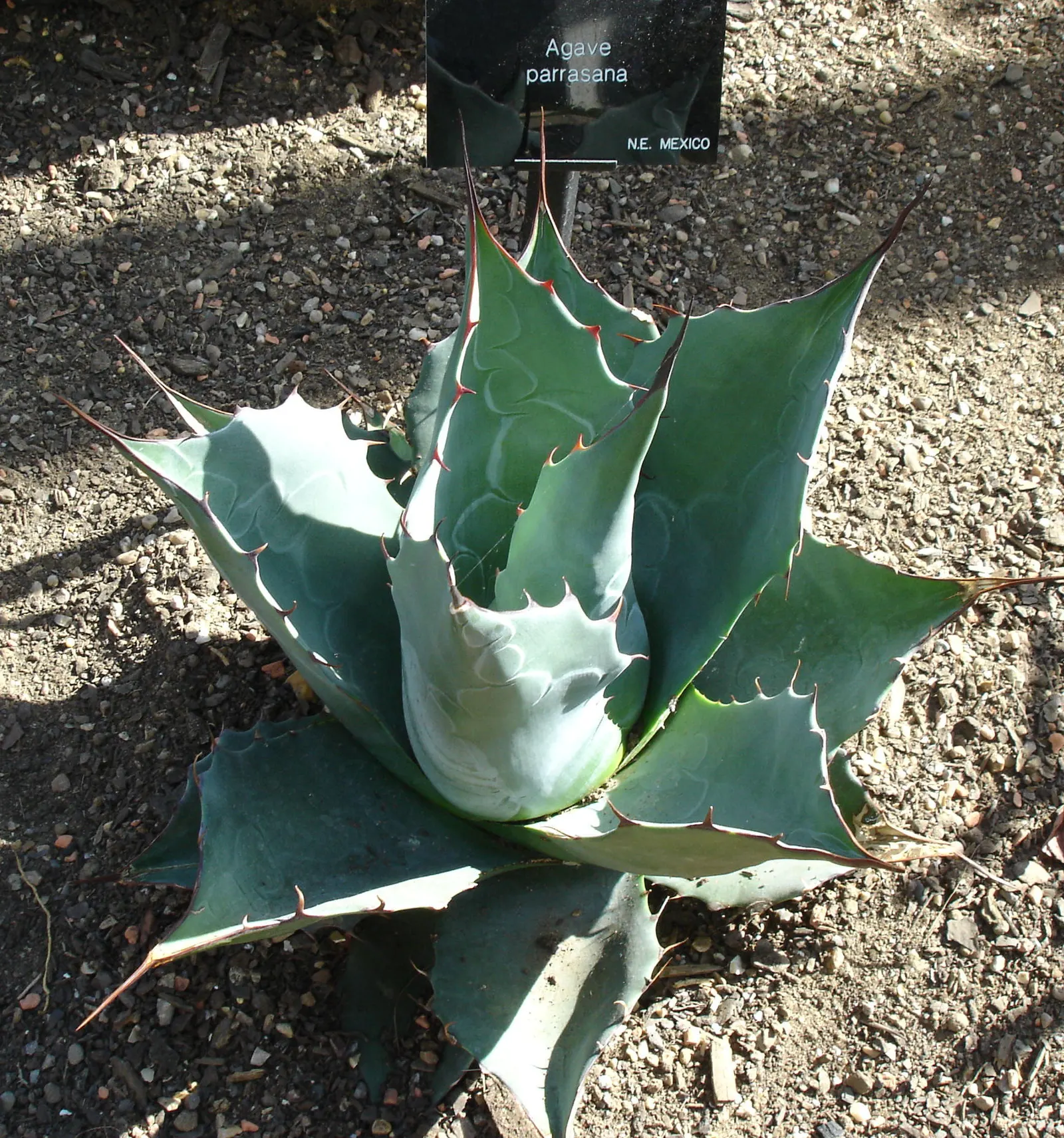 Colorata Agave (Agave Colorata) — Thriving in zones 9-11, this slow-growing agave demands well-draining soil and full sun