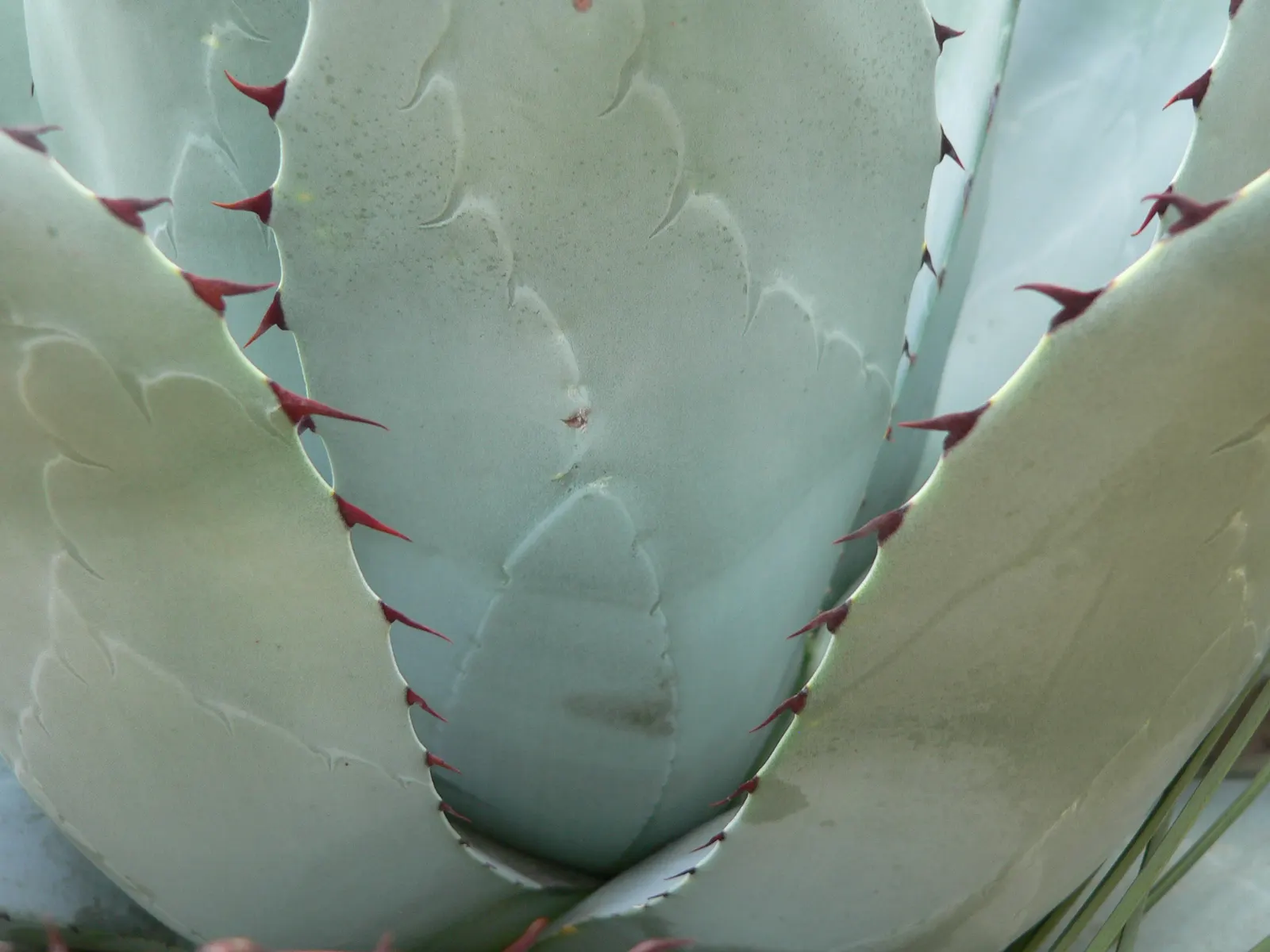 Colorata Agave (Agave Colorata) — commonly referred to as the Parrasana Agave