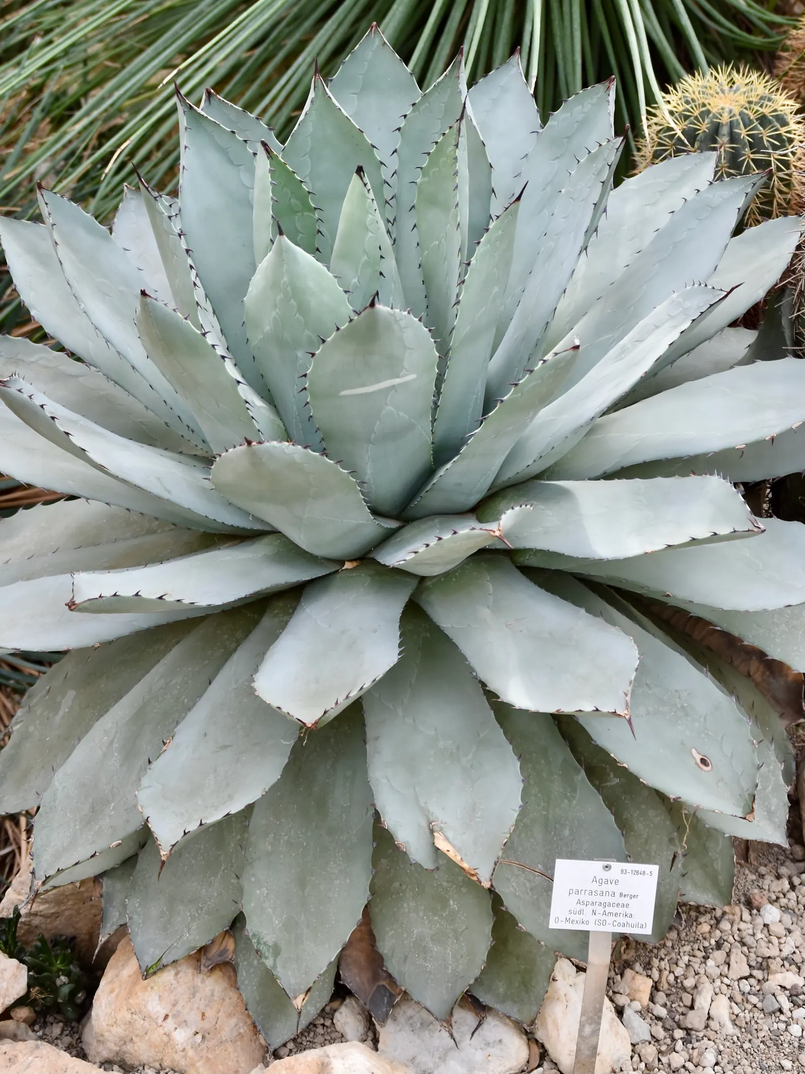 Colorata Agave (Agave Colorata) — is a stunning and distinctive succulent that hails from the rocky cliffs of northwestern Mexico