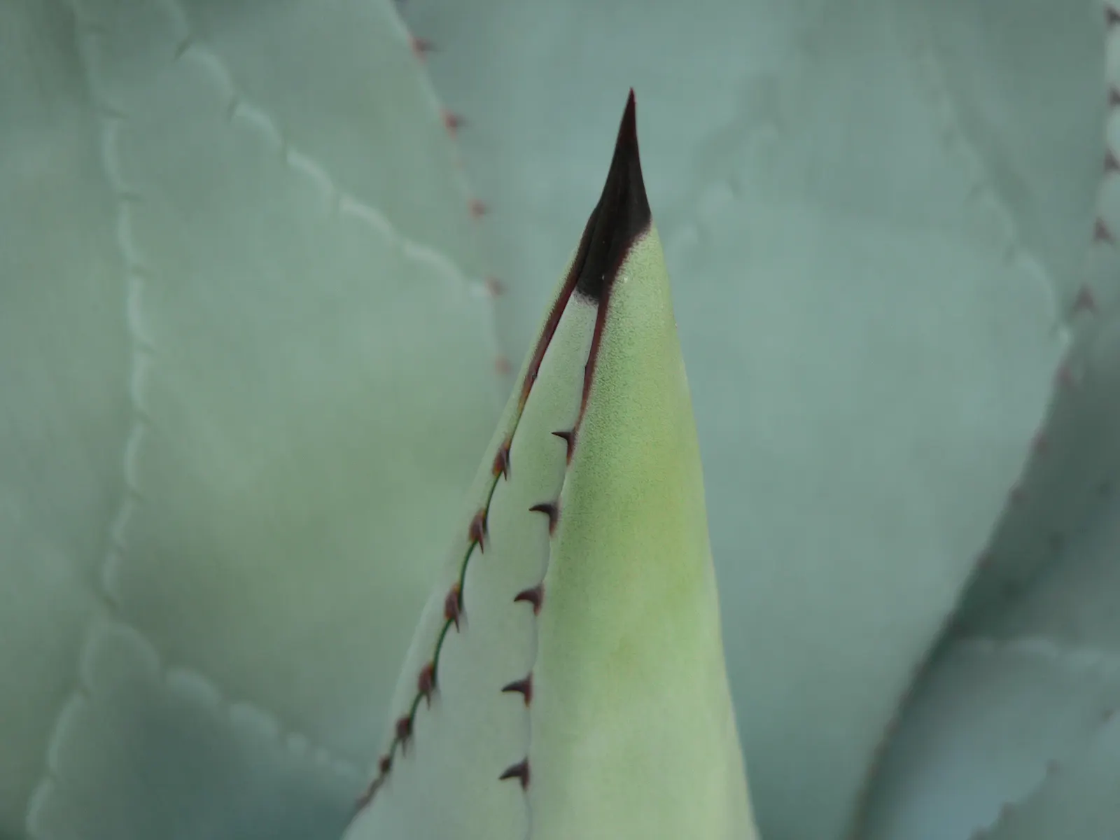 Colorata Agave (Agave Colorata) — such as rocky slopes or among boulders